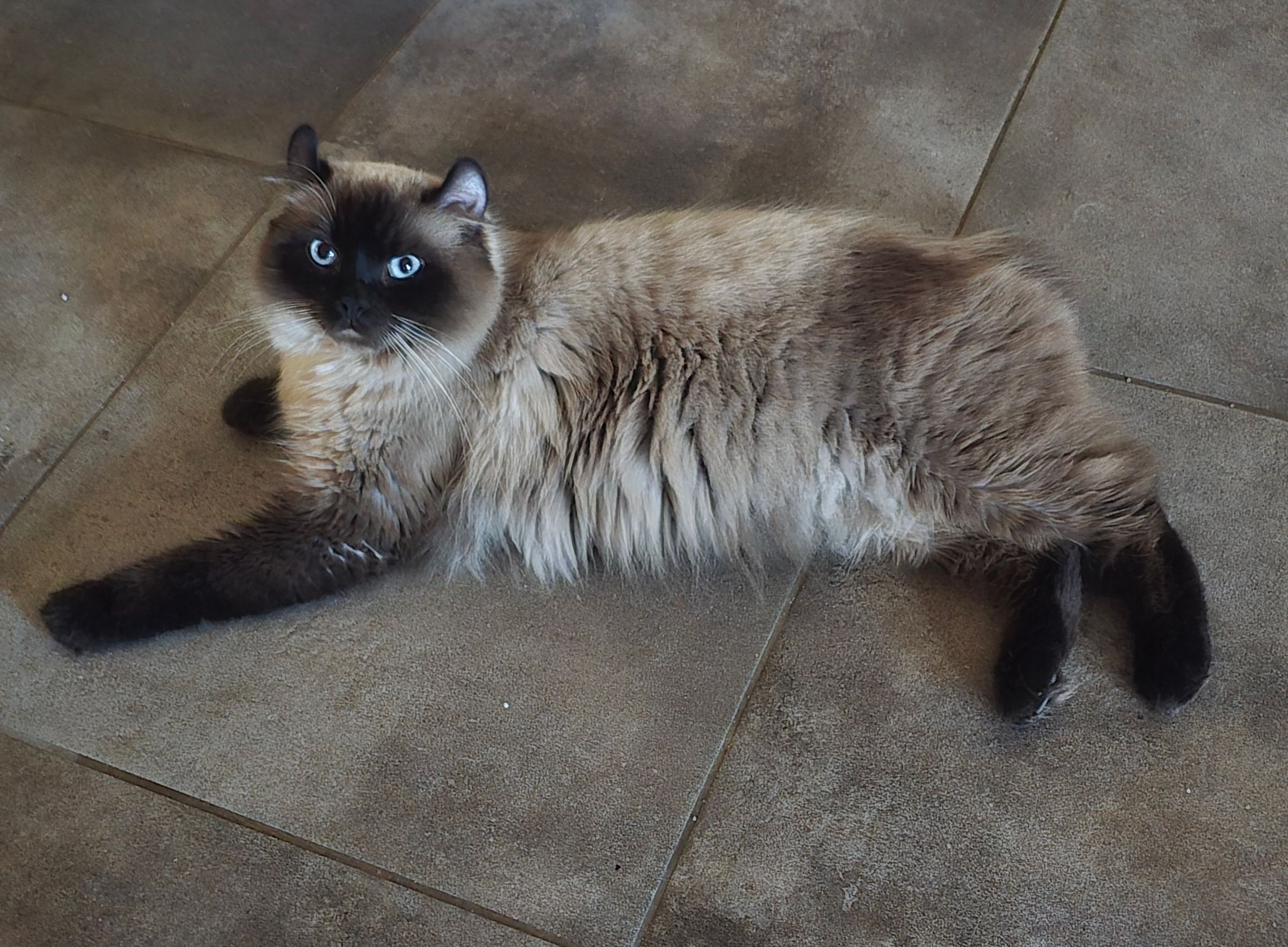 Highlander Kittens for Sale | Luxury Exotic Cats | Breeder's image