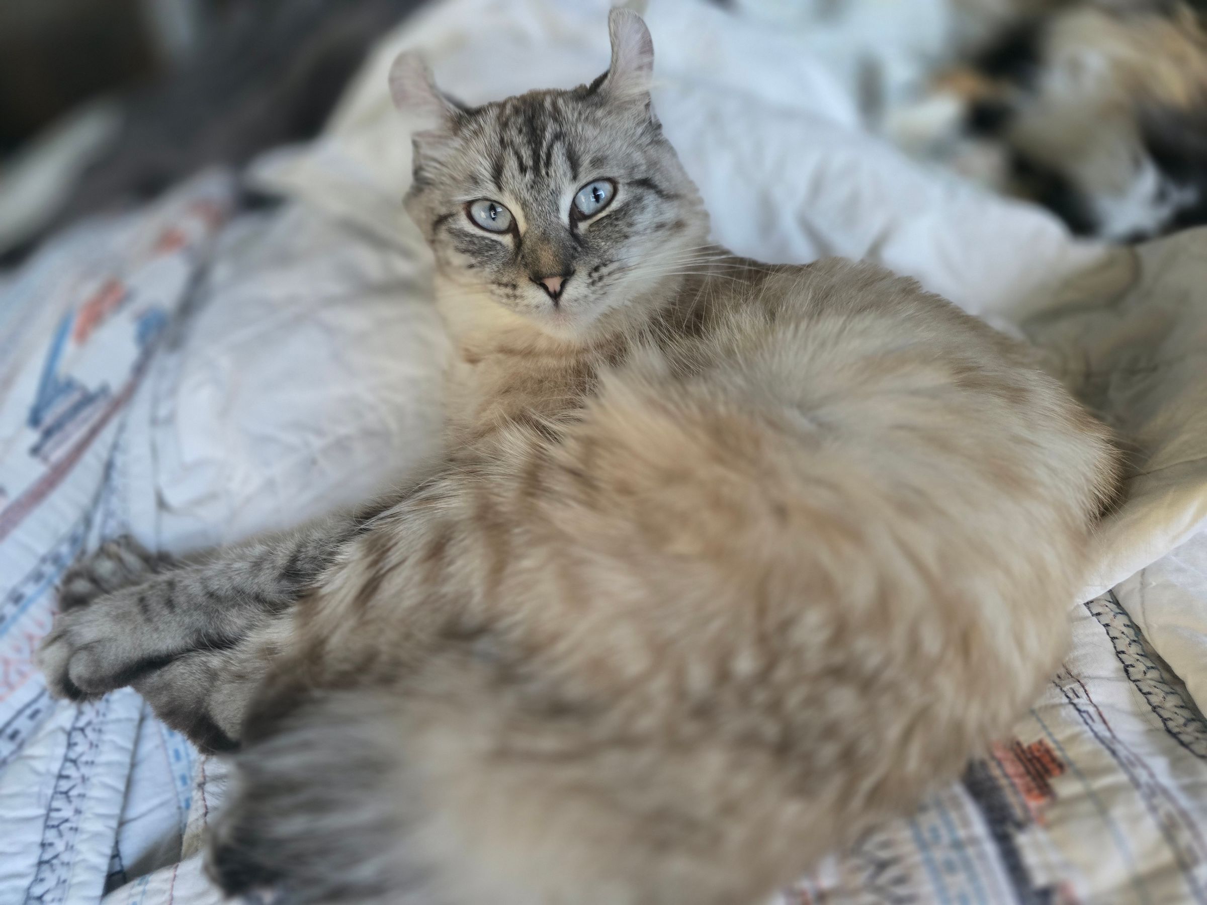 Highlander Kittens for Sale | Luxury Exotic Cats | Breeder's image