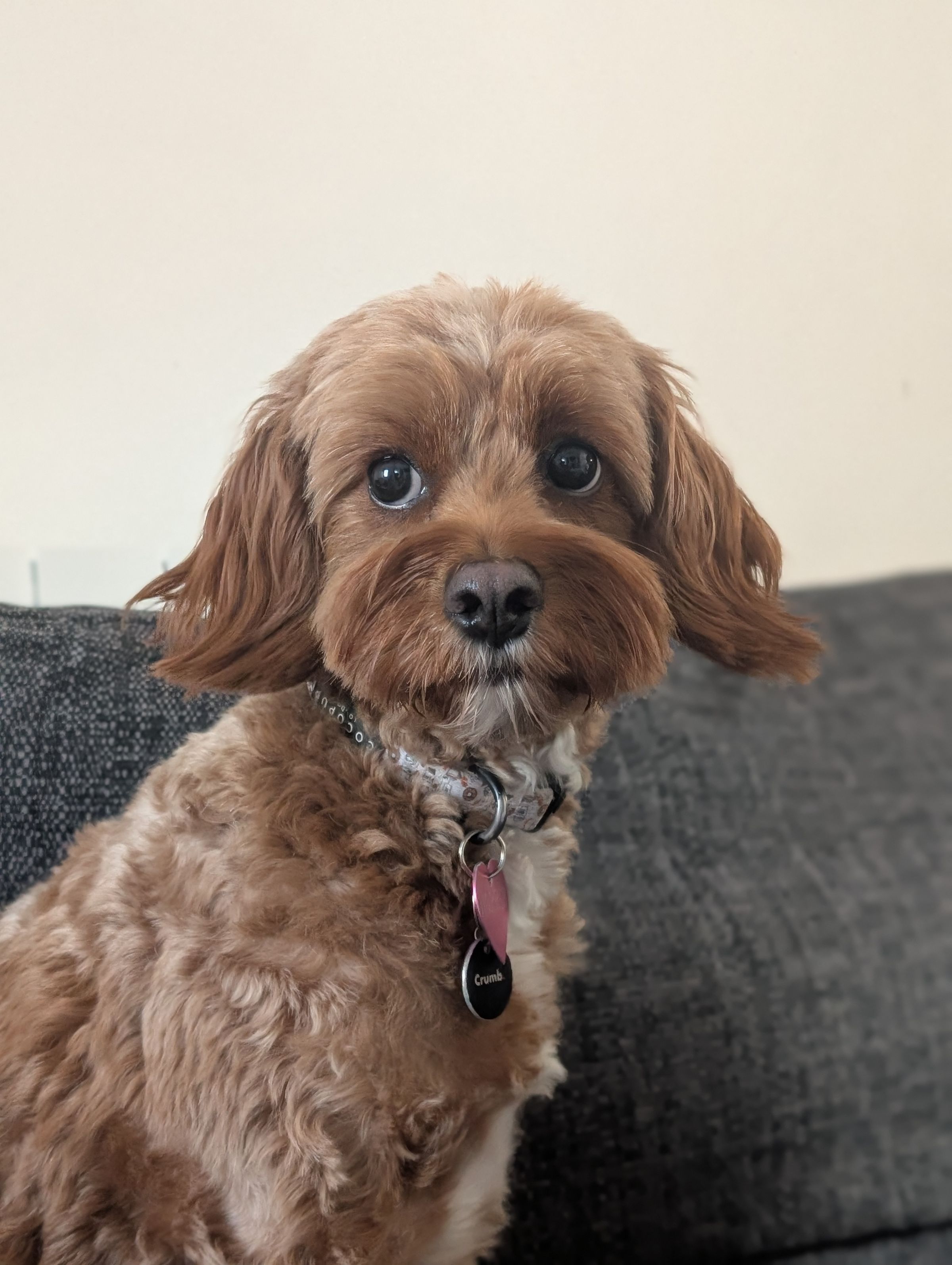 Hicks Dog Services's image