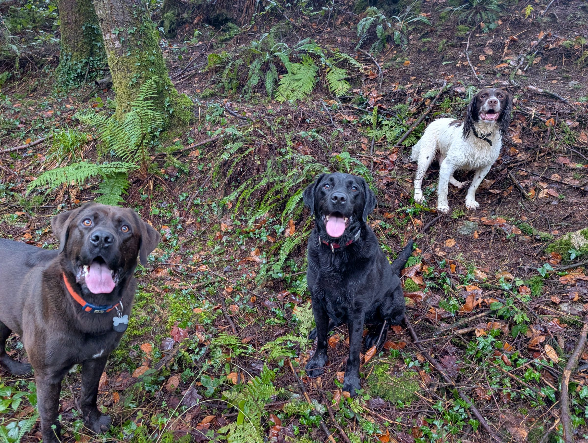 Hicks Dog Services's image