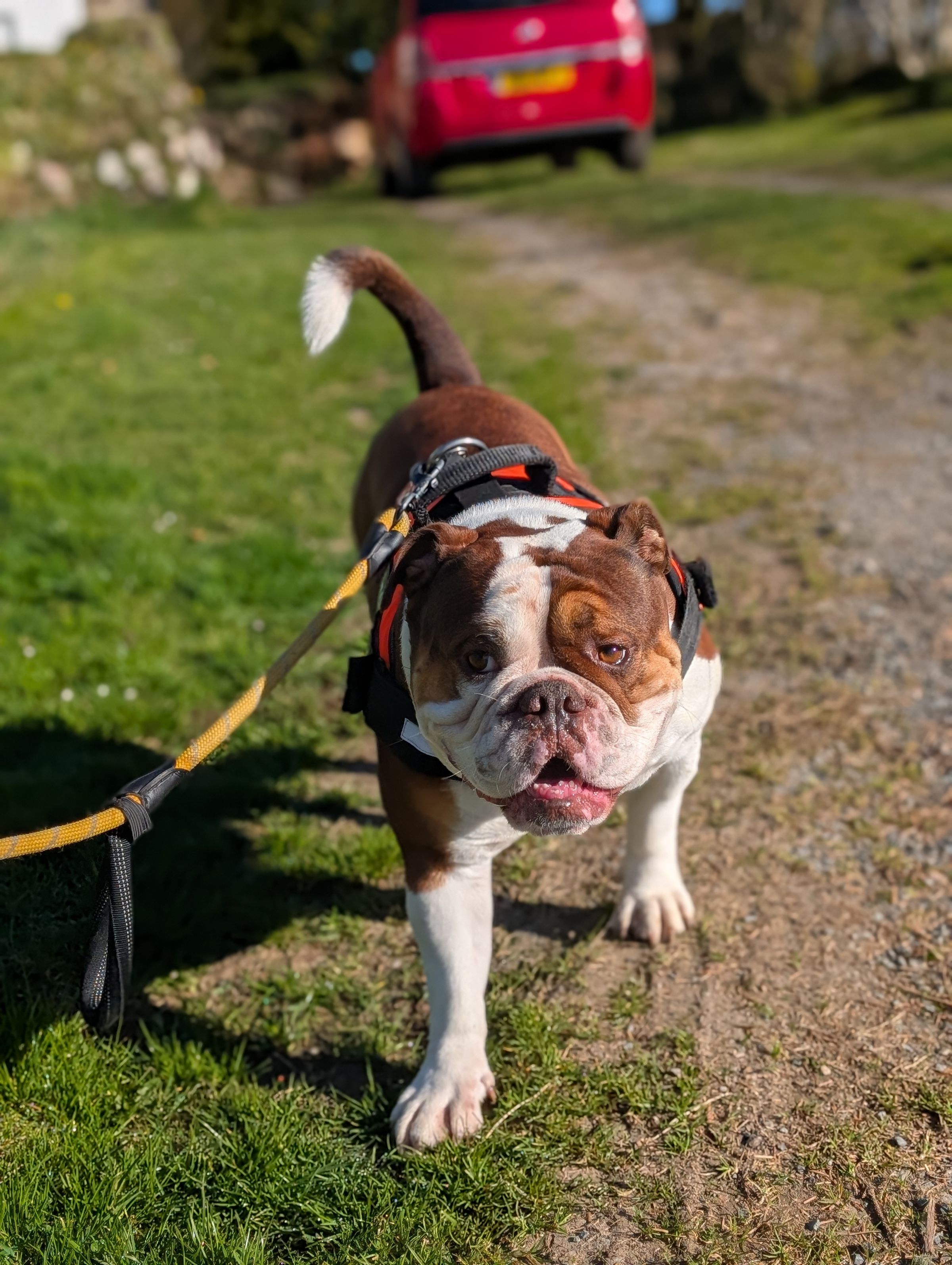 Hicks Dog Services's image