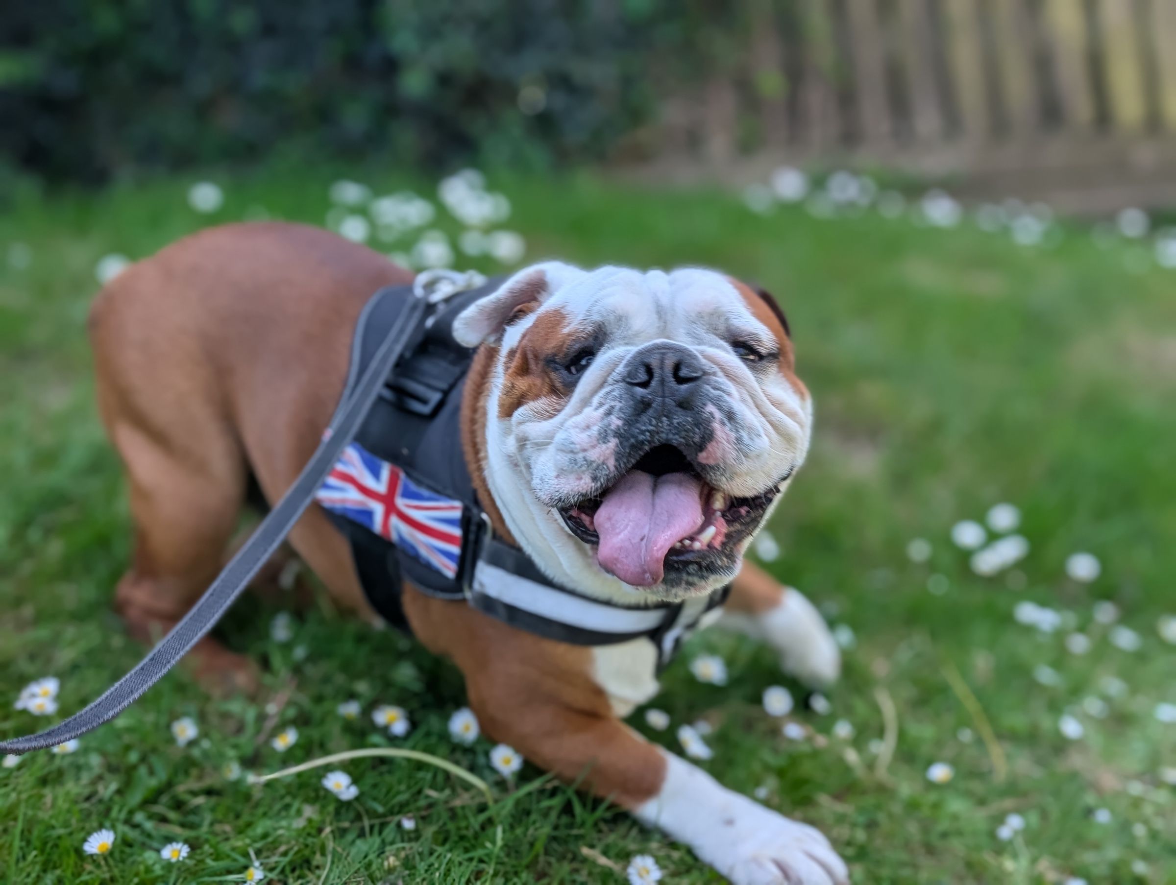 Hicks Dog Services's image