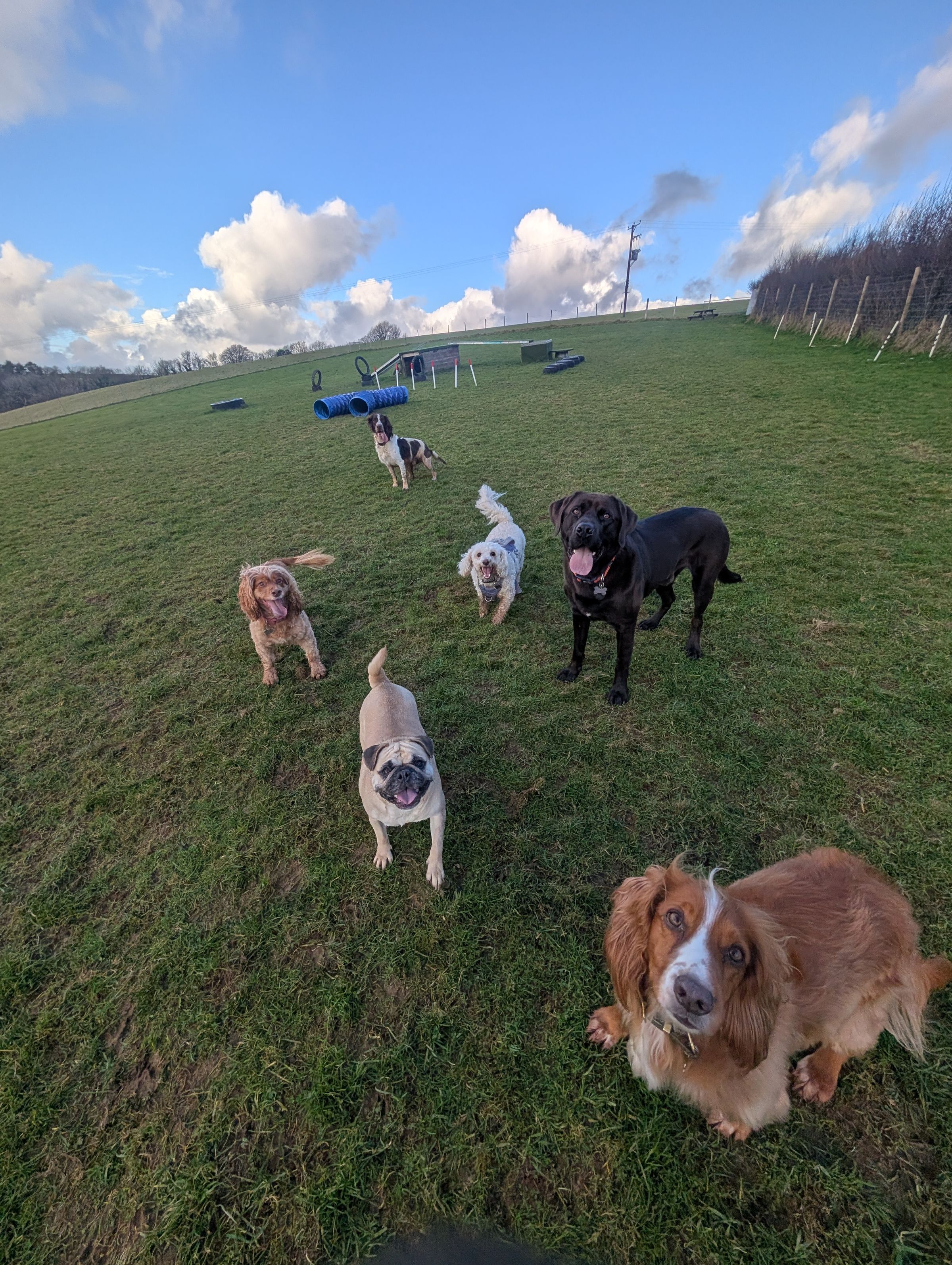 Hicks Dog Services's image