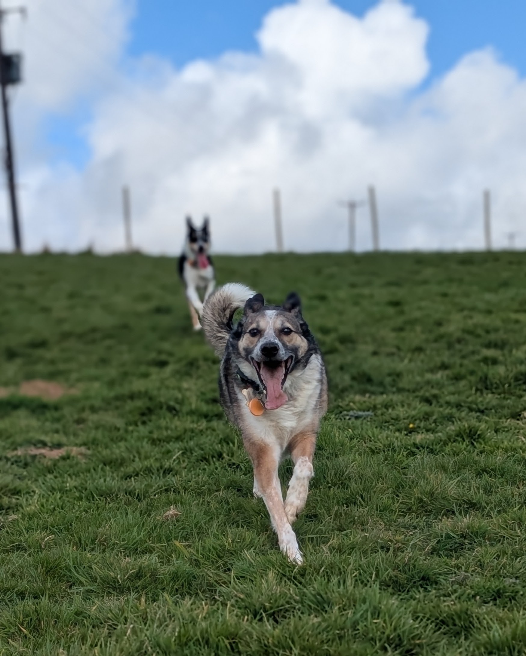 Hicks Dog Services's image