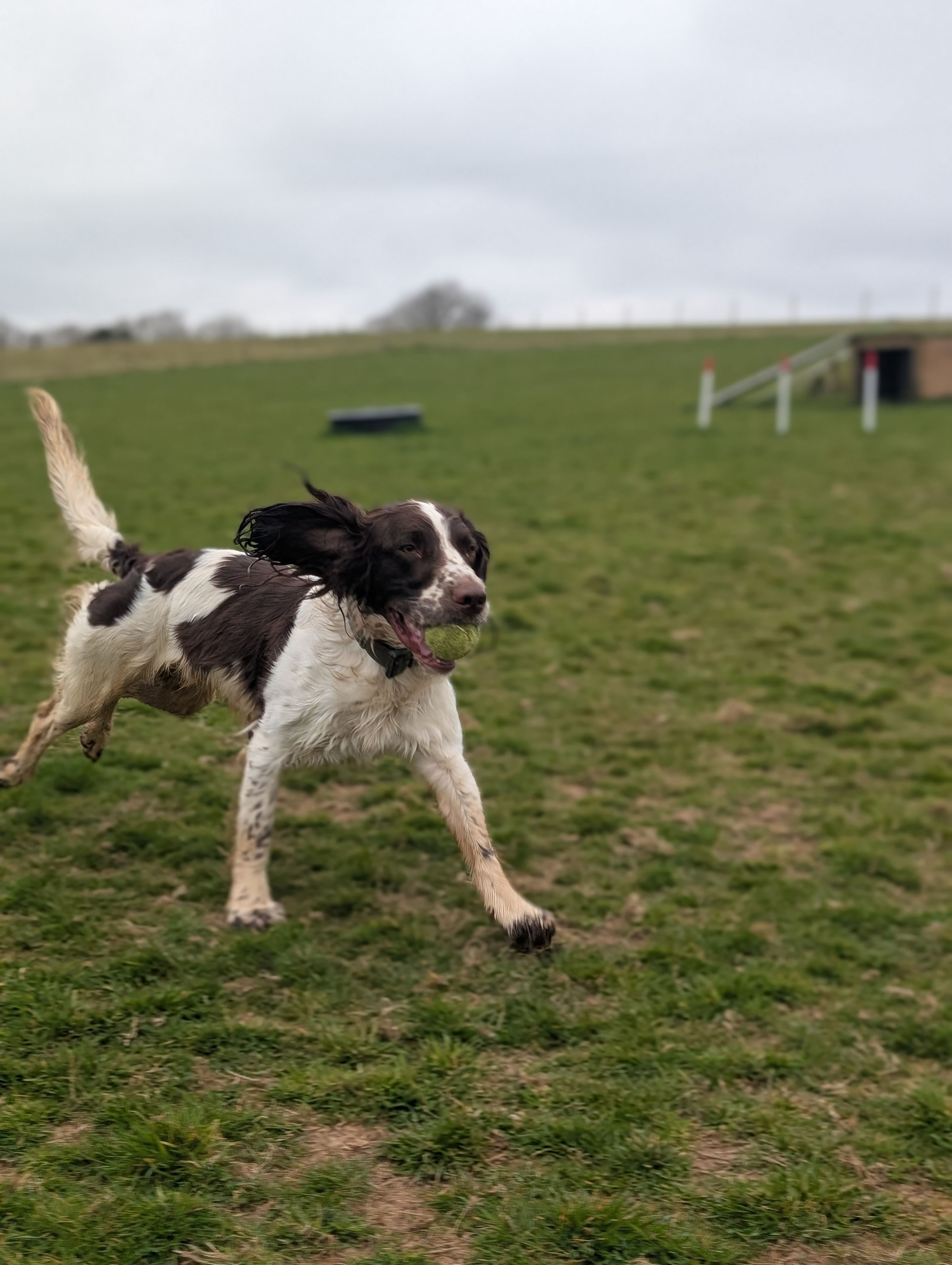 Hicks Dog Services's image