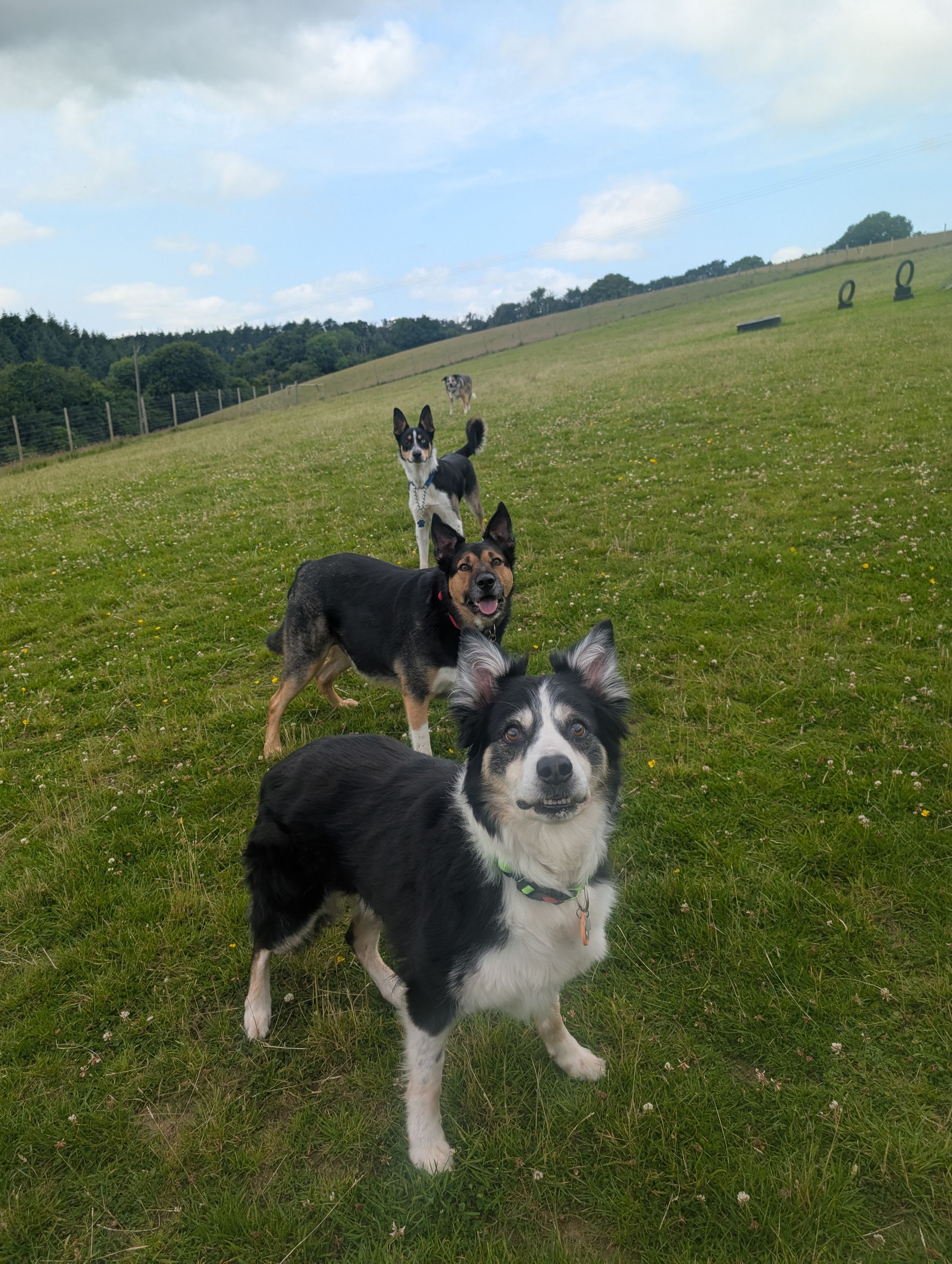 Hicks Dog Services's image