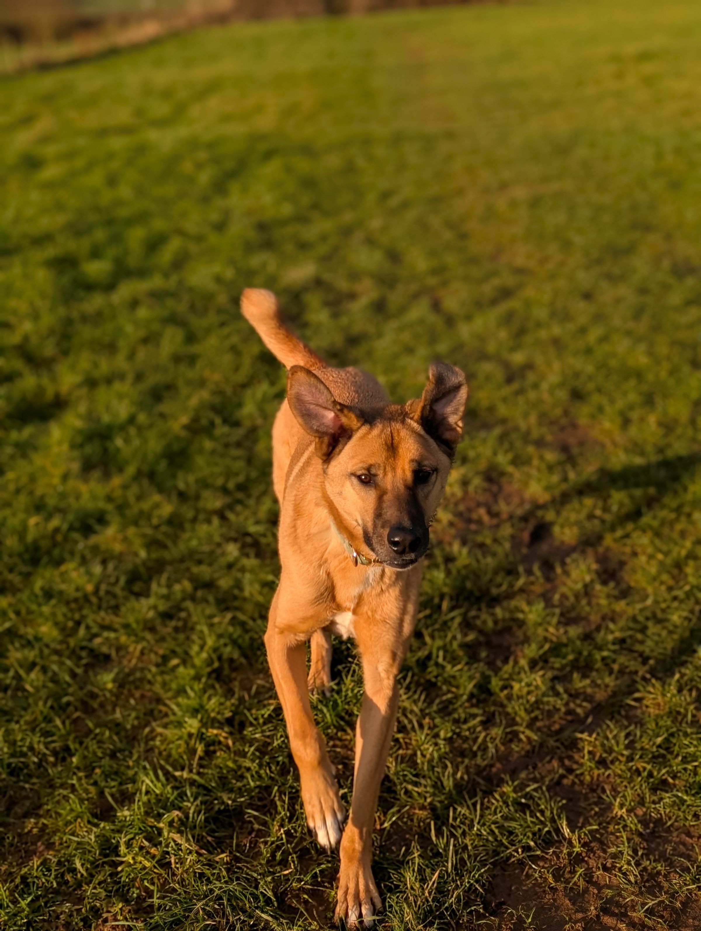 Hicks Dog Services's image