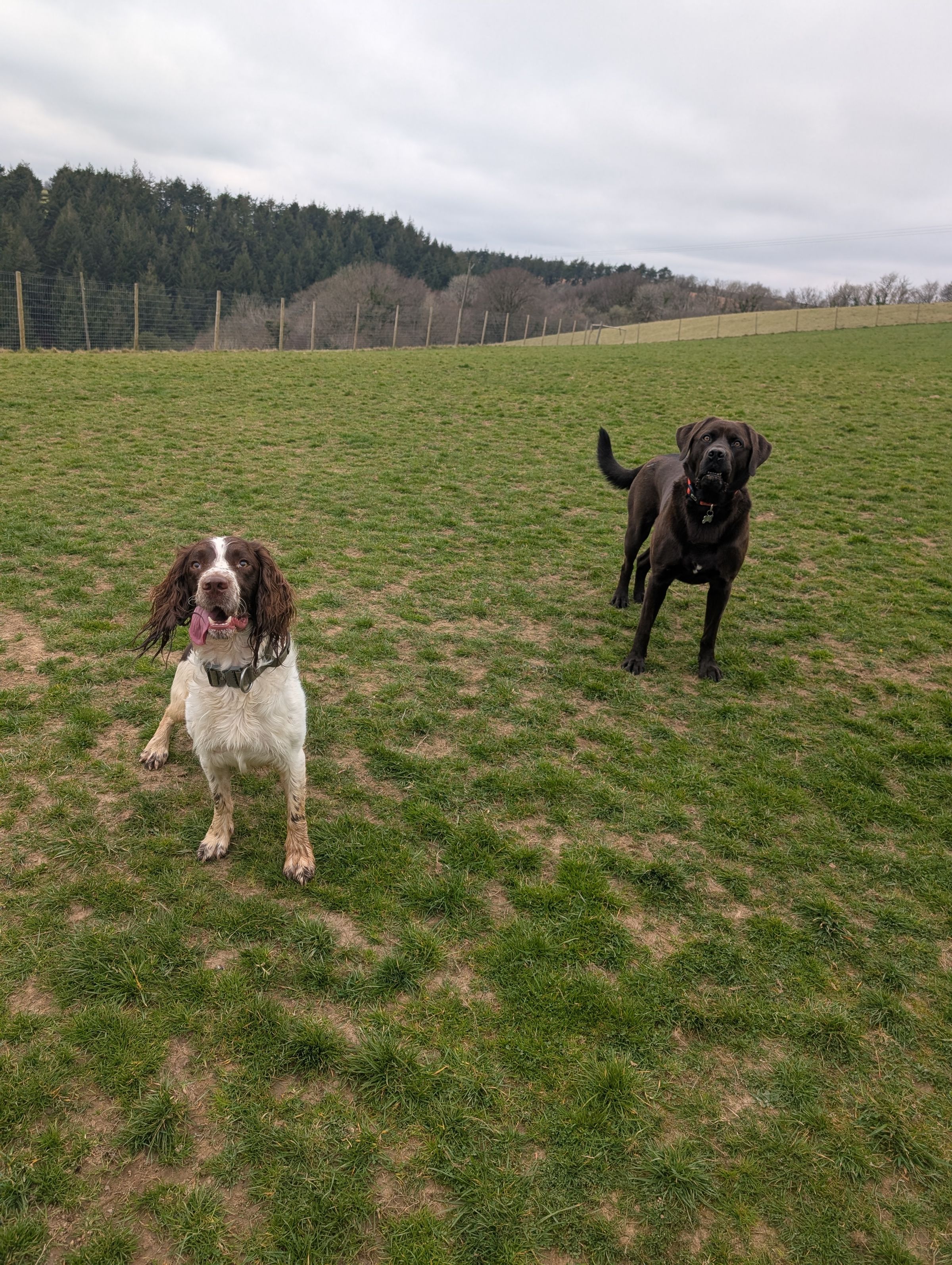 Hicks Dog Services's image