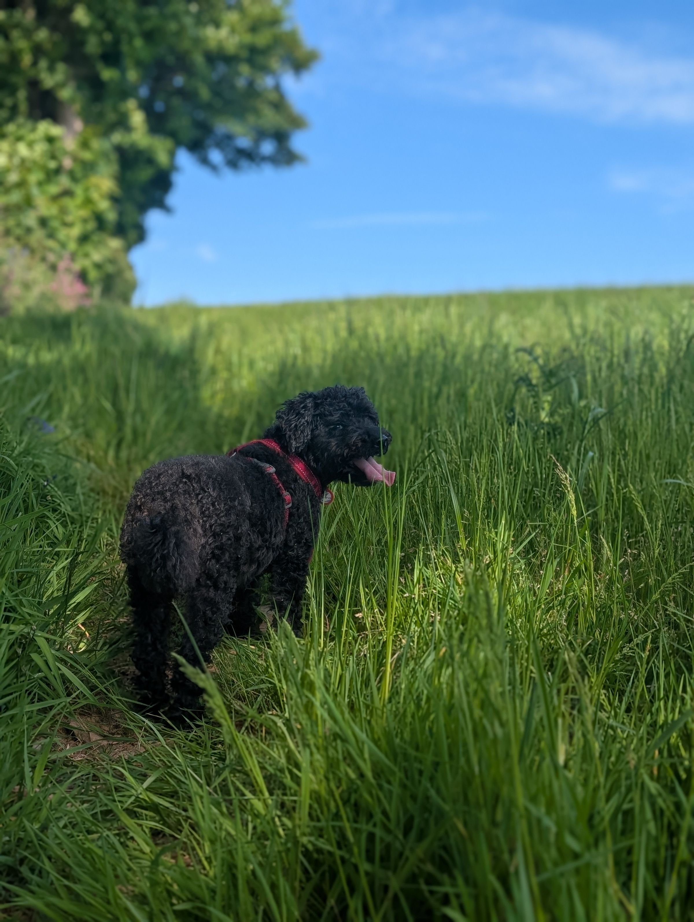 Hicks Dog Services's image
