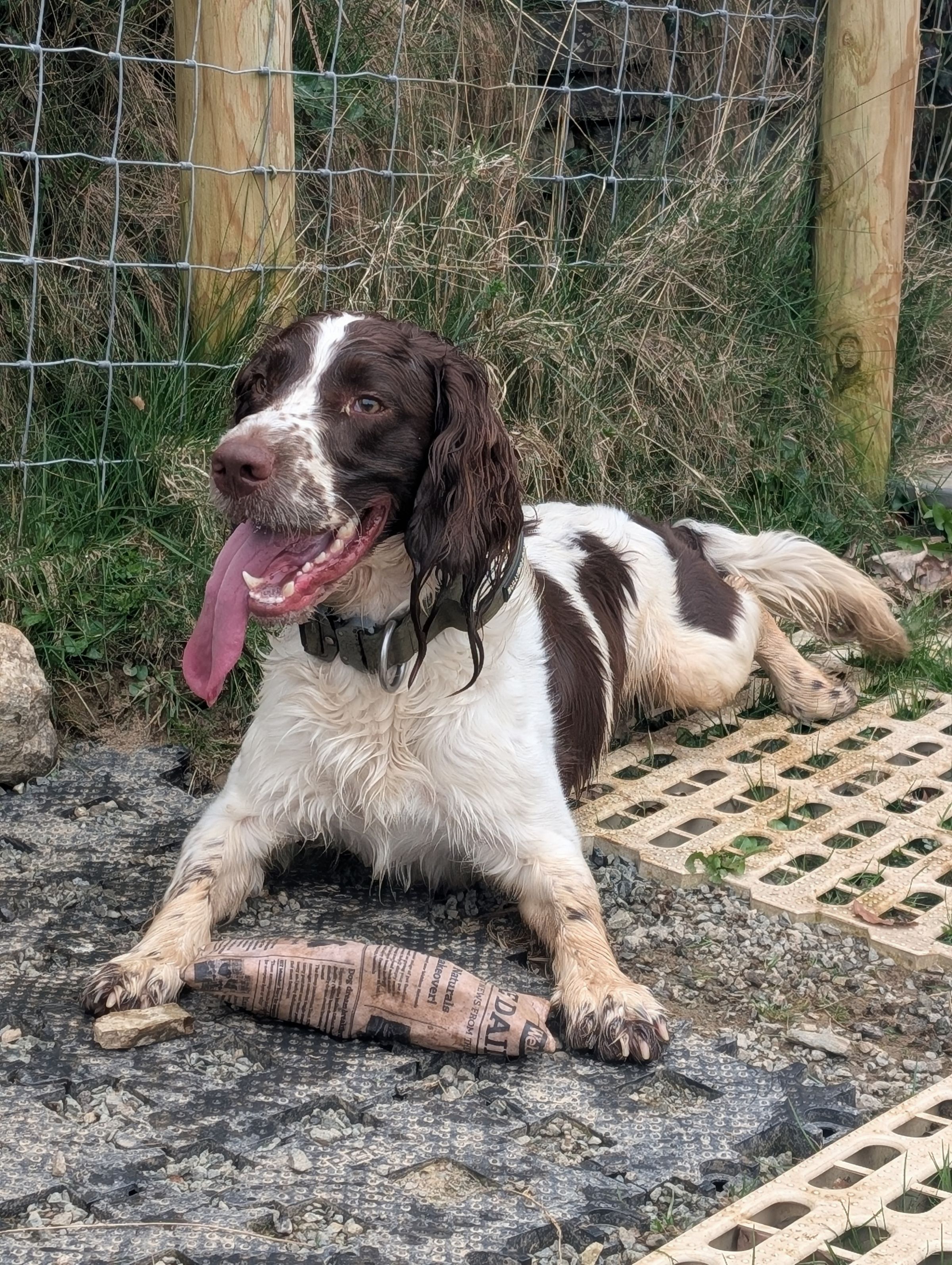Hicks Dog Services's image