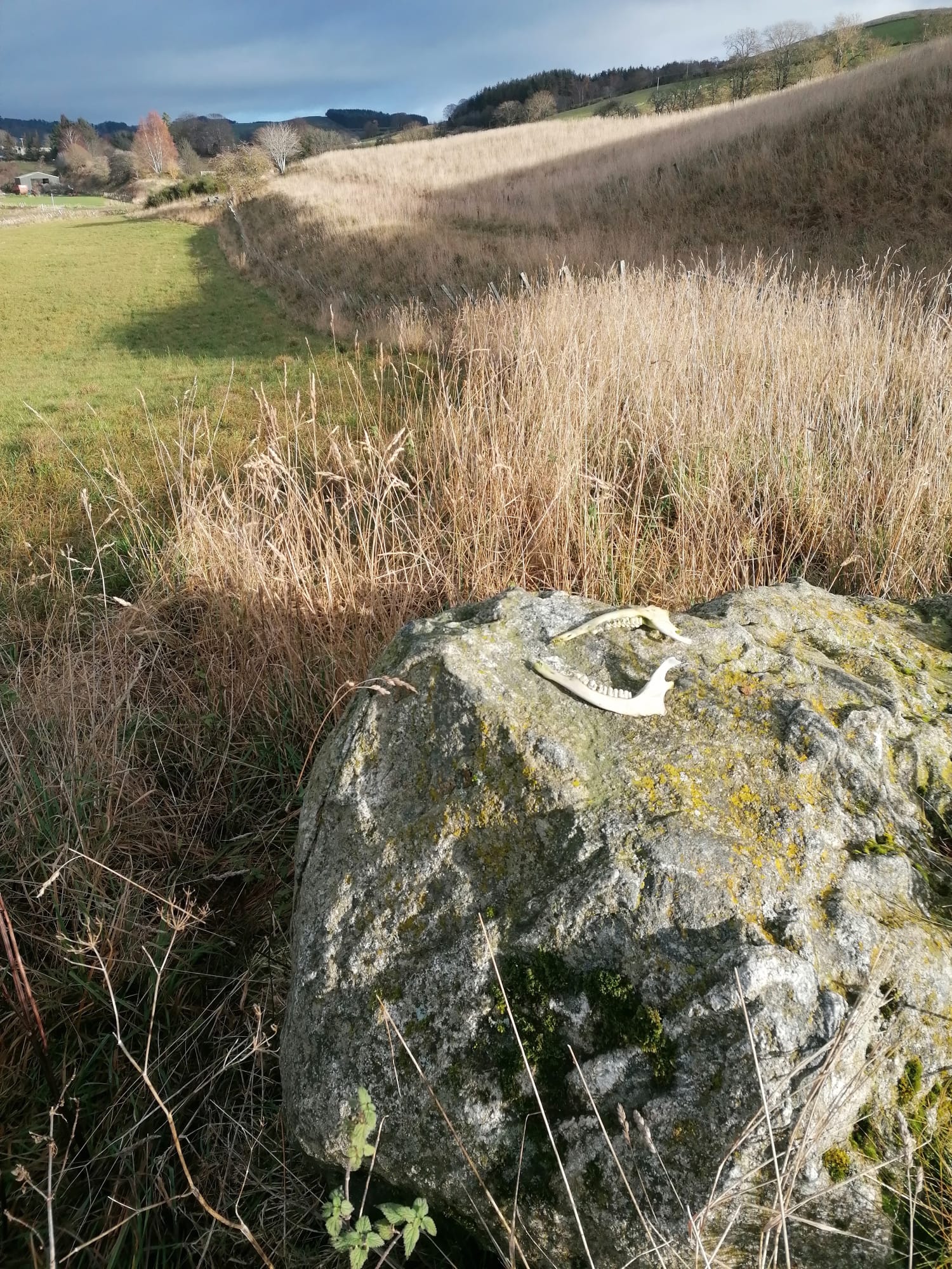 The Cailleach's image