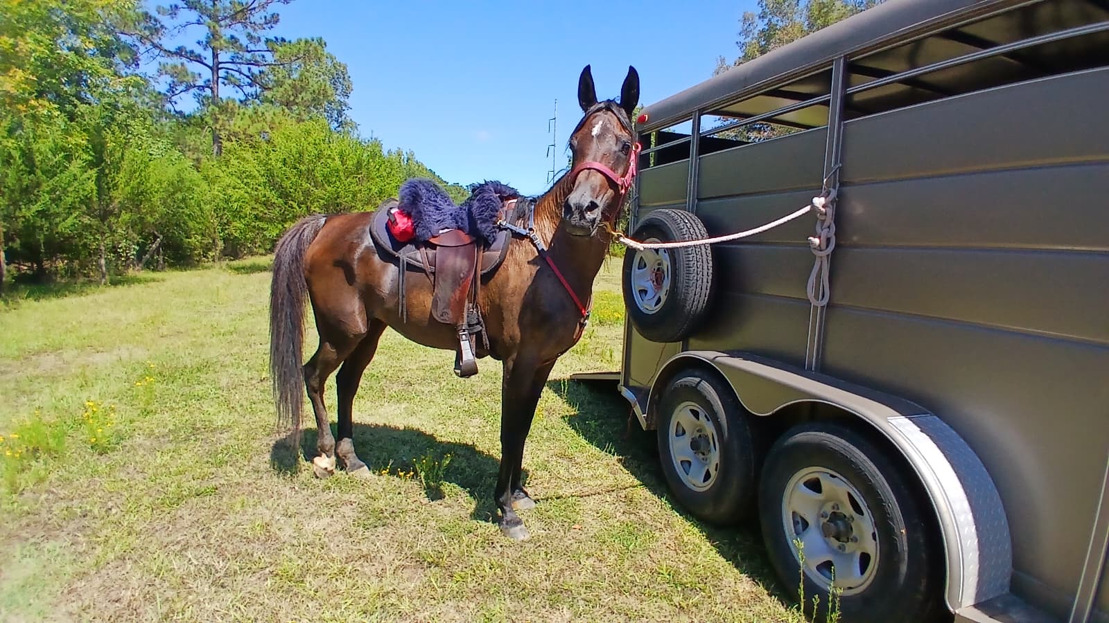Mississippi Veterans Competitive Horsemanship Program's image