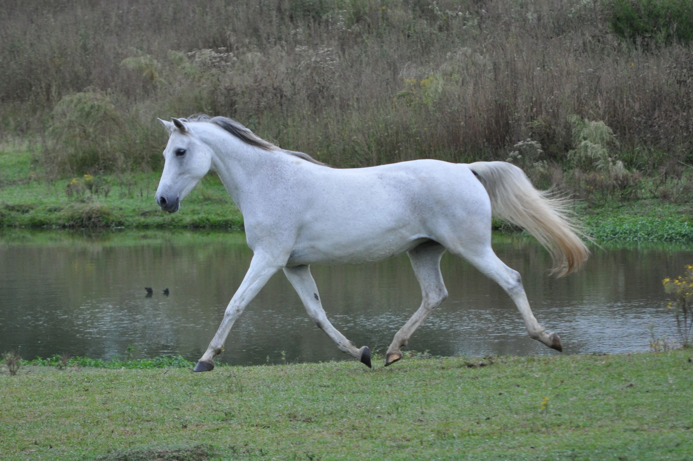 Mississippi Veterans Competitive Horsemanship Program's image