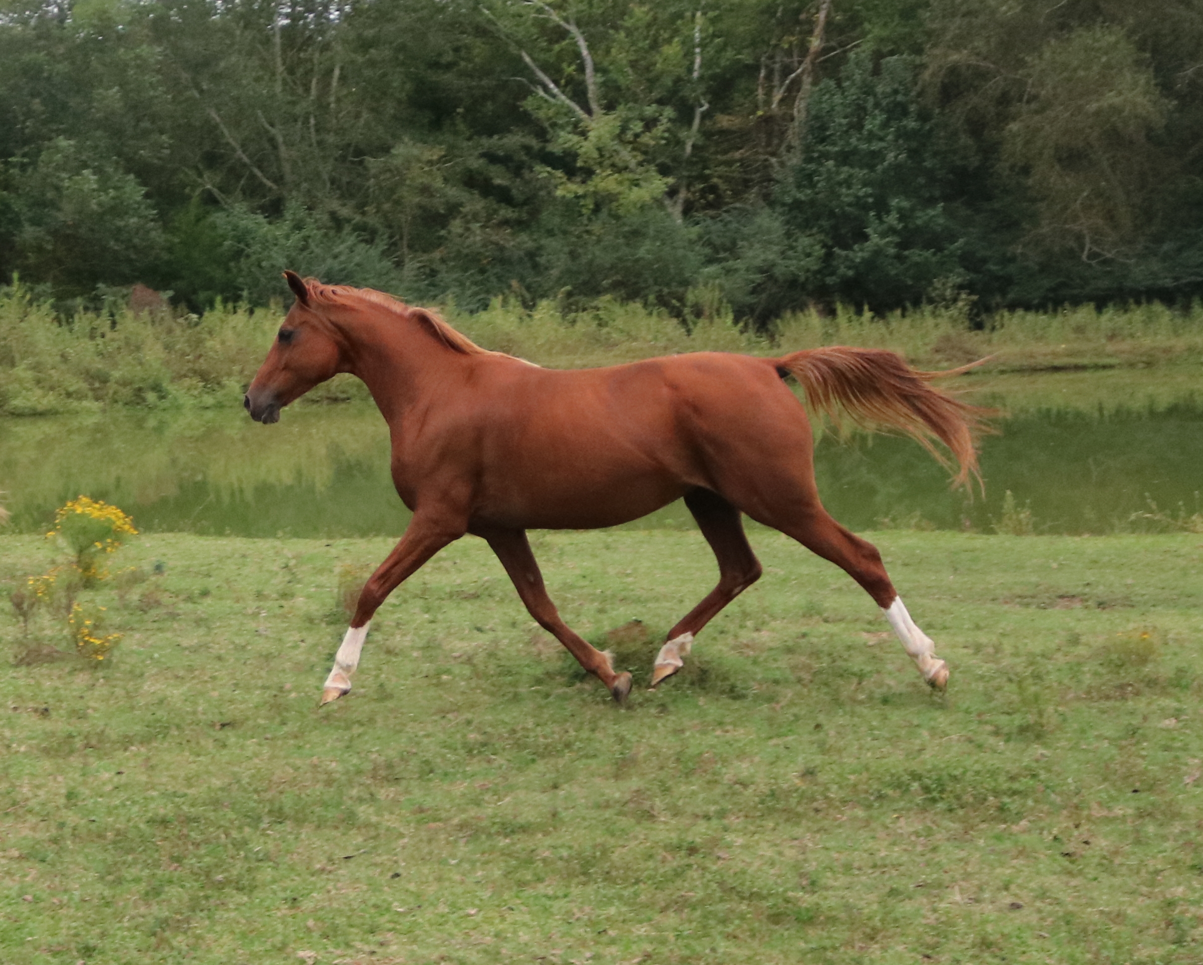 Mississippi Veterans Competitive Horsemanship Program's image