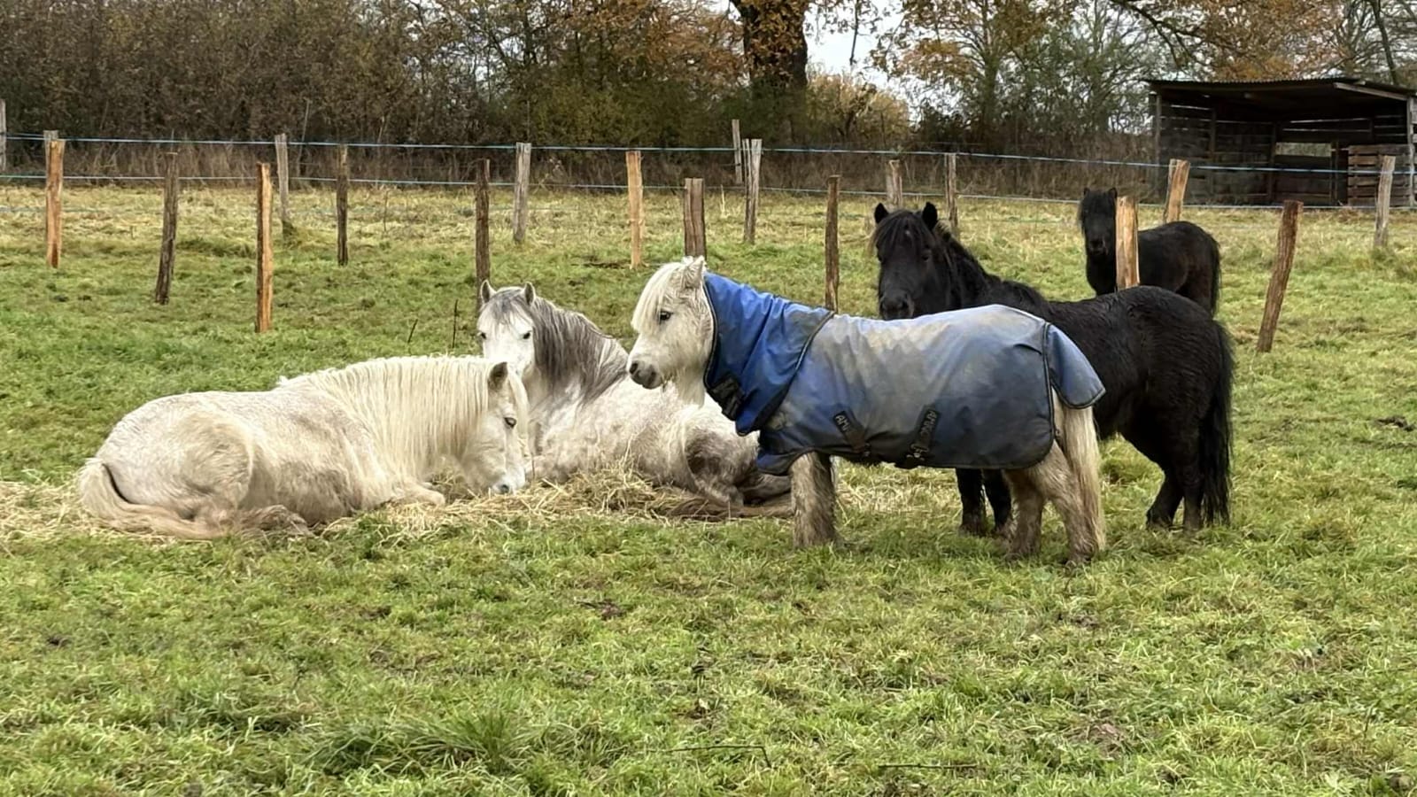 onze pony's: Milaan, Lana, Eliza, Joy, Ollie en Blue