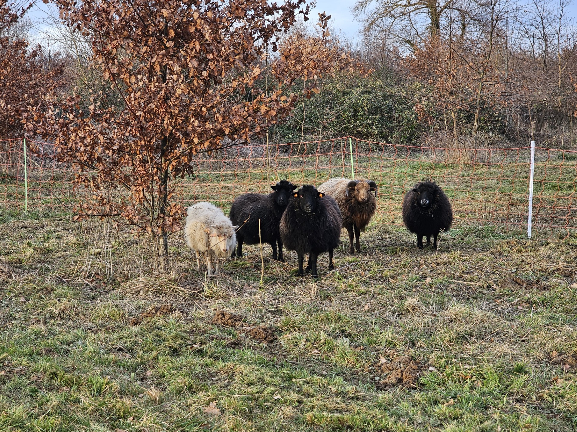 onze Ouessant schapen: Dotch, Ford, Toendra, Chevy en Chrysler