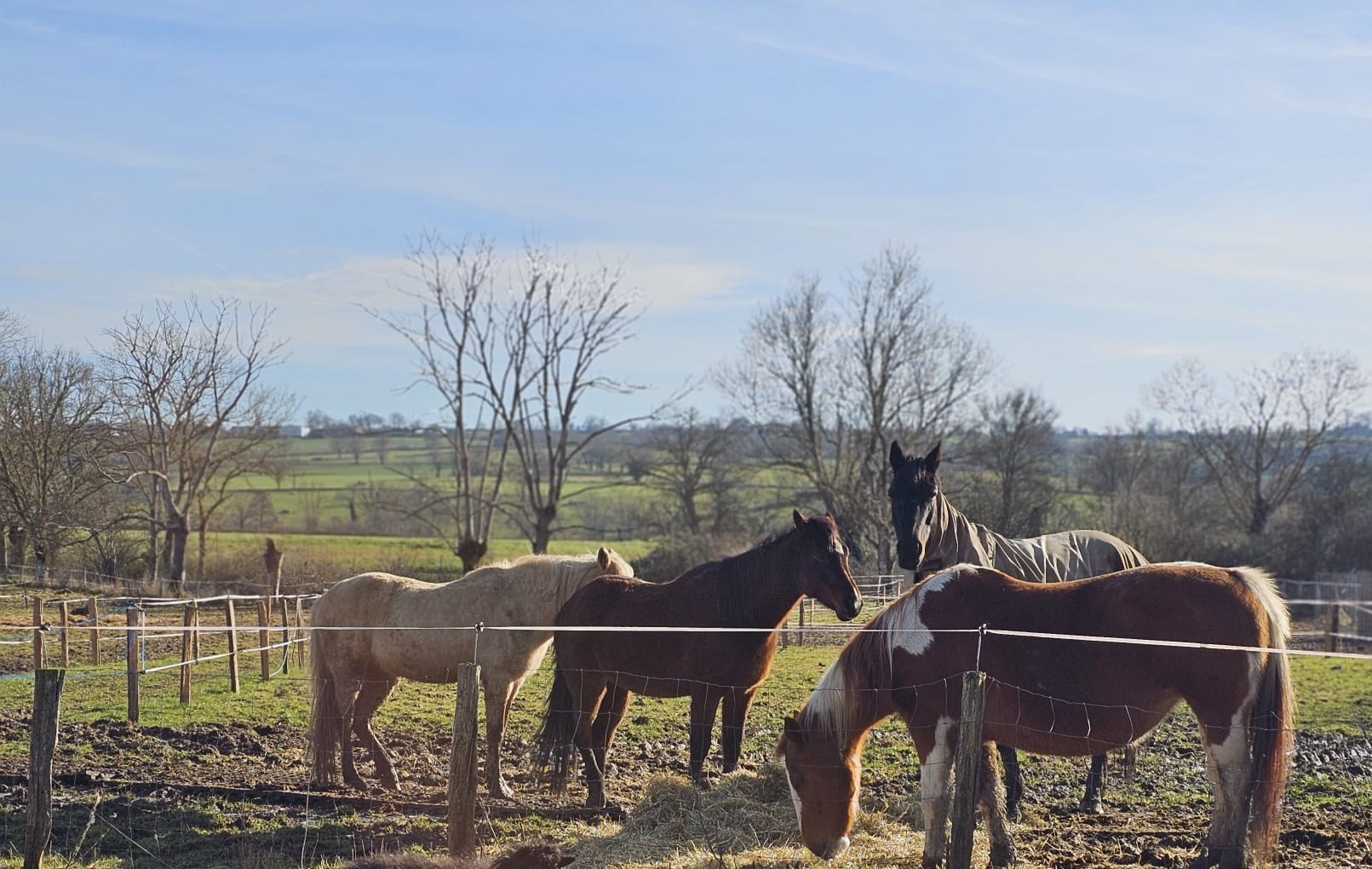 onze paarden: Dotje, Cadans, Sara en Aurea