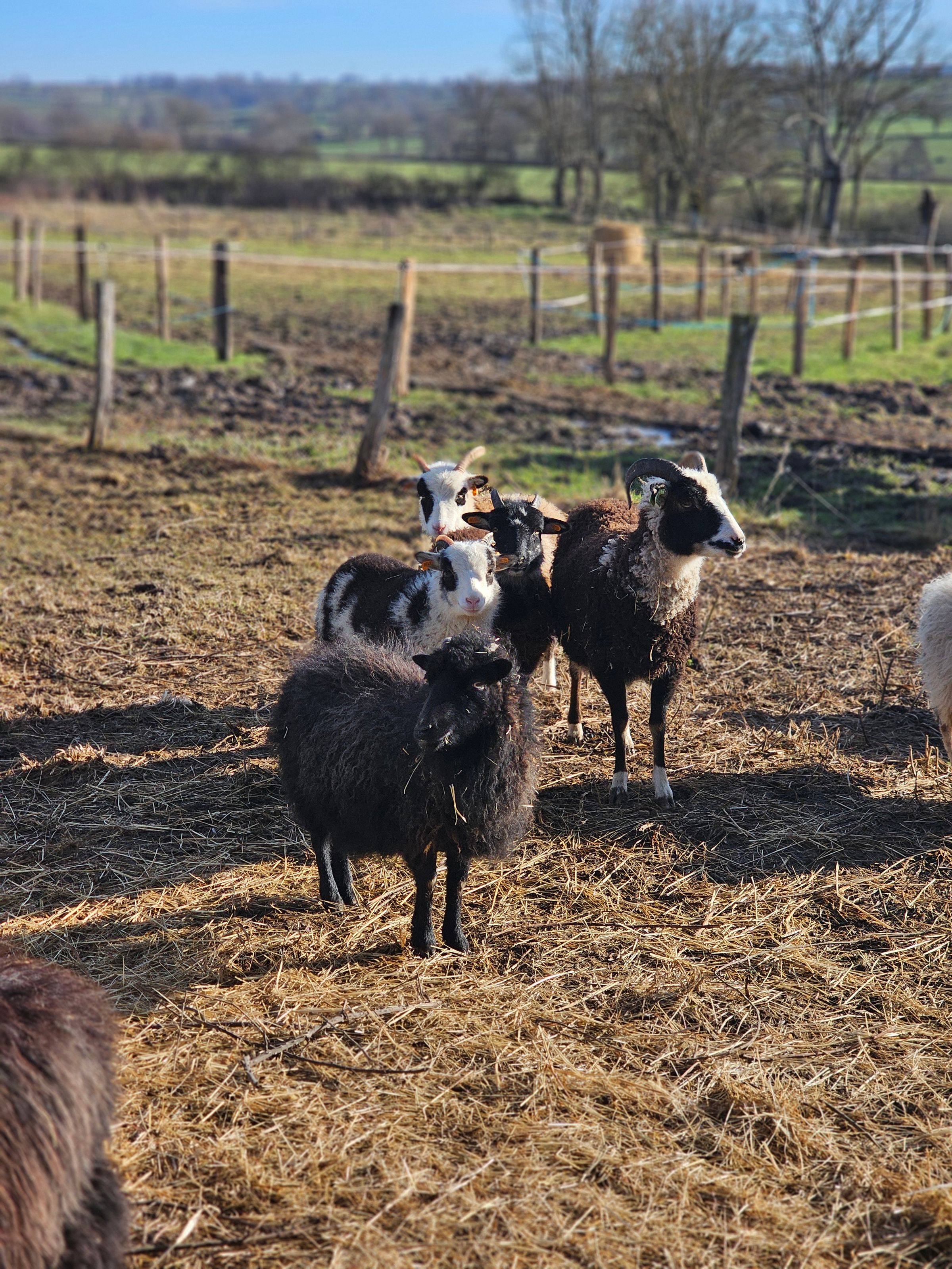 onze Soay schapen: Pickup, chocotoff, milkyway en Browny