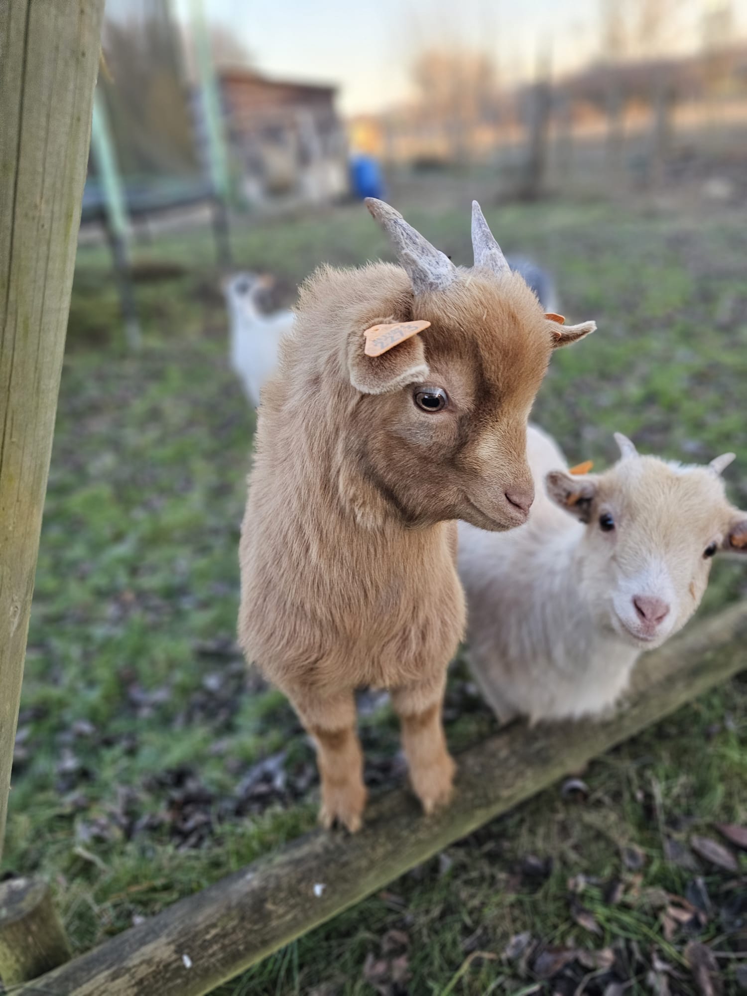 Onze geitjes: Pocahontas, Moana, Anna, Simba en Stitch