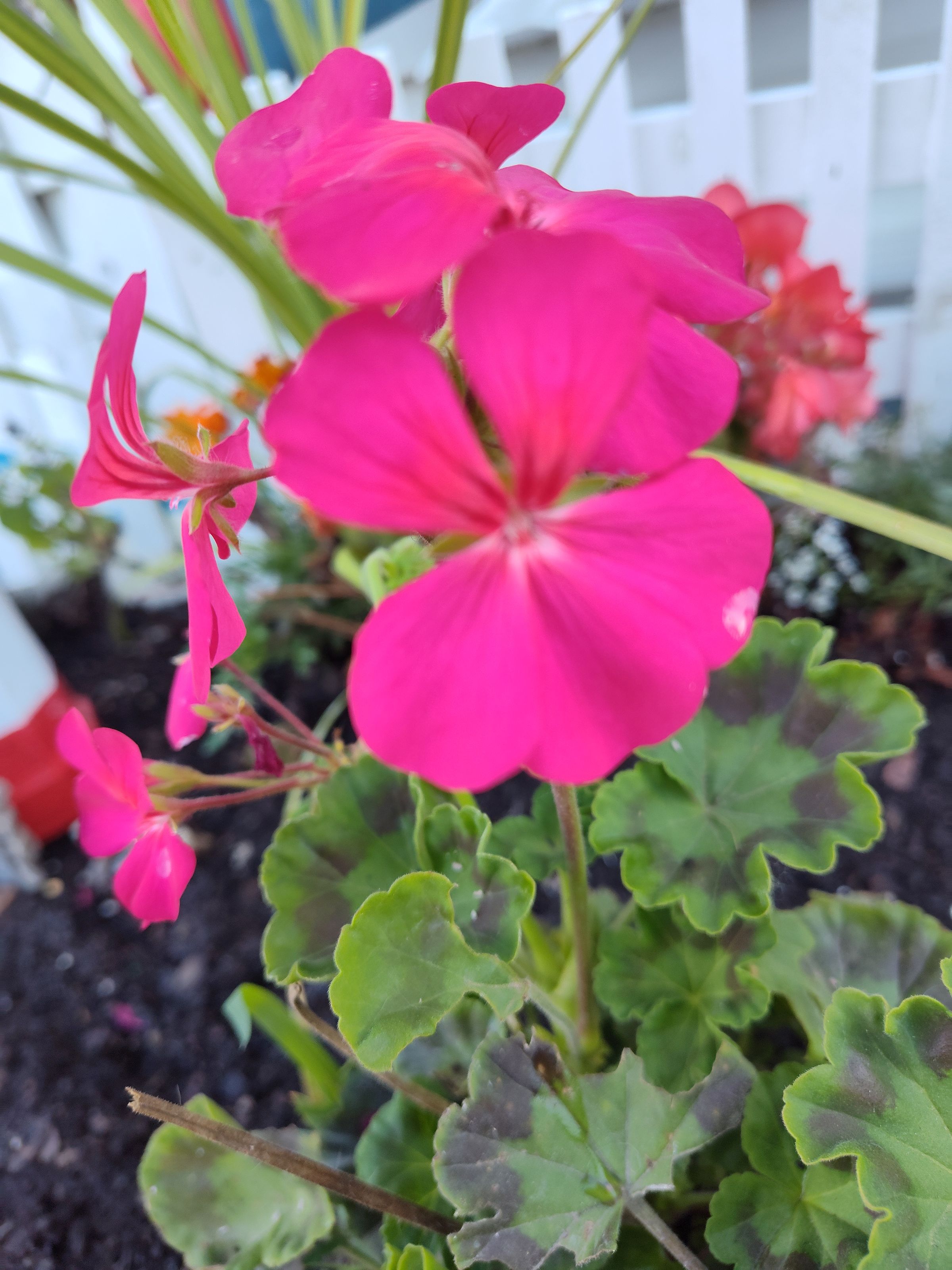 Southern Minnesota Horticultural Services LLC's image