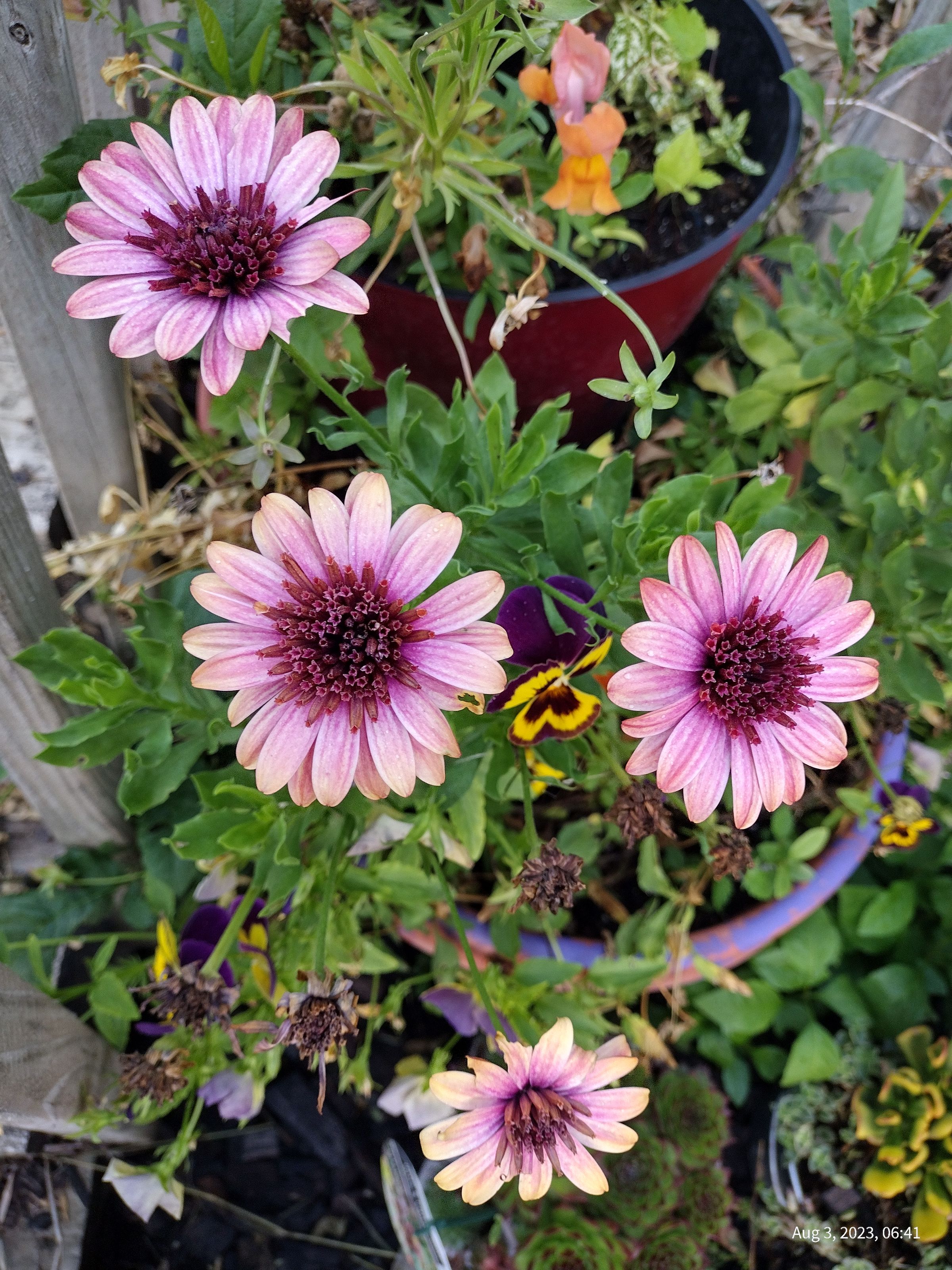 Southern Minnesota Horticultural Services LLC's image