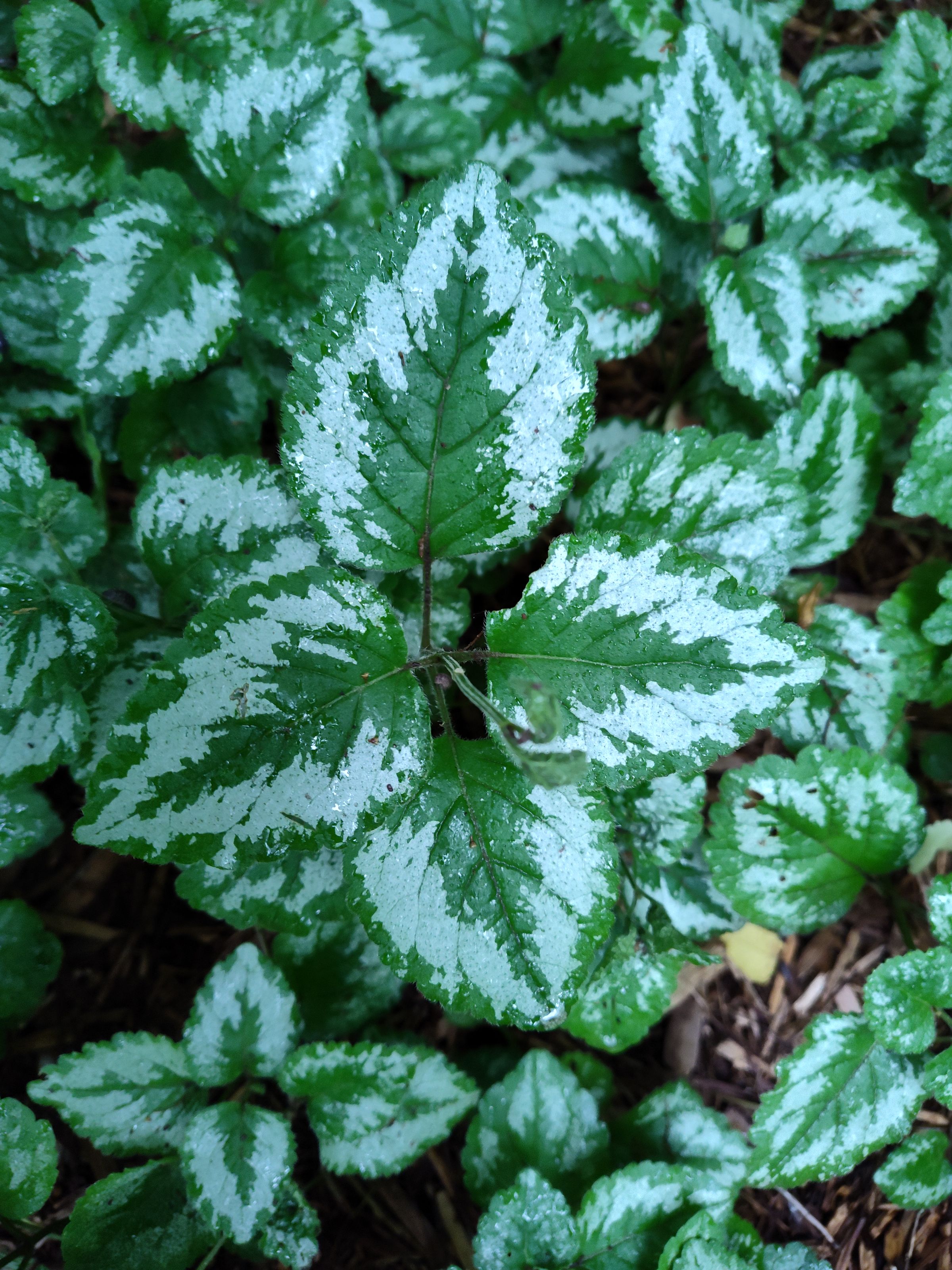 Southern Minnesota Horticultural Services LLC's image