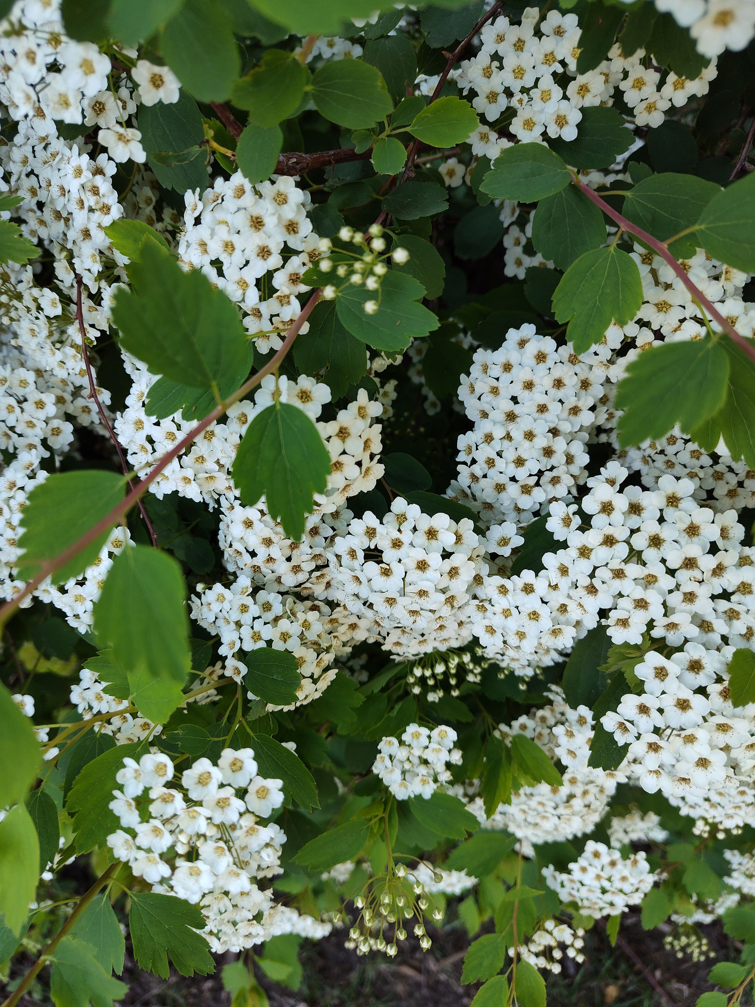 Southern Minnesota Horticultural Services LLC's image