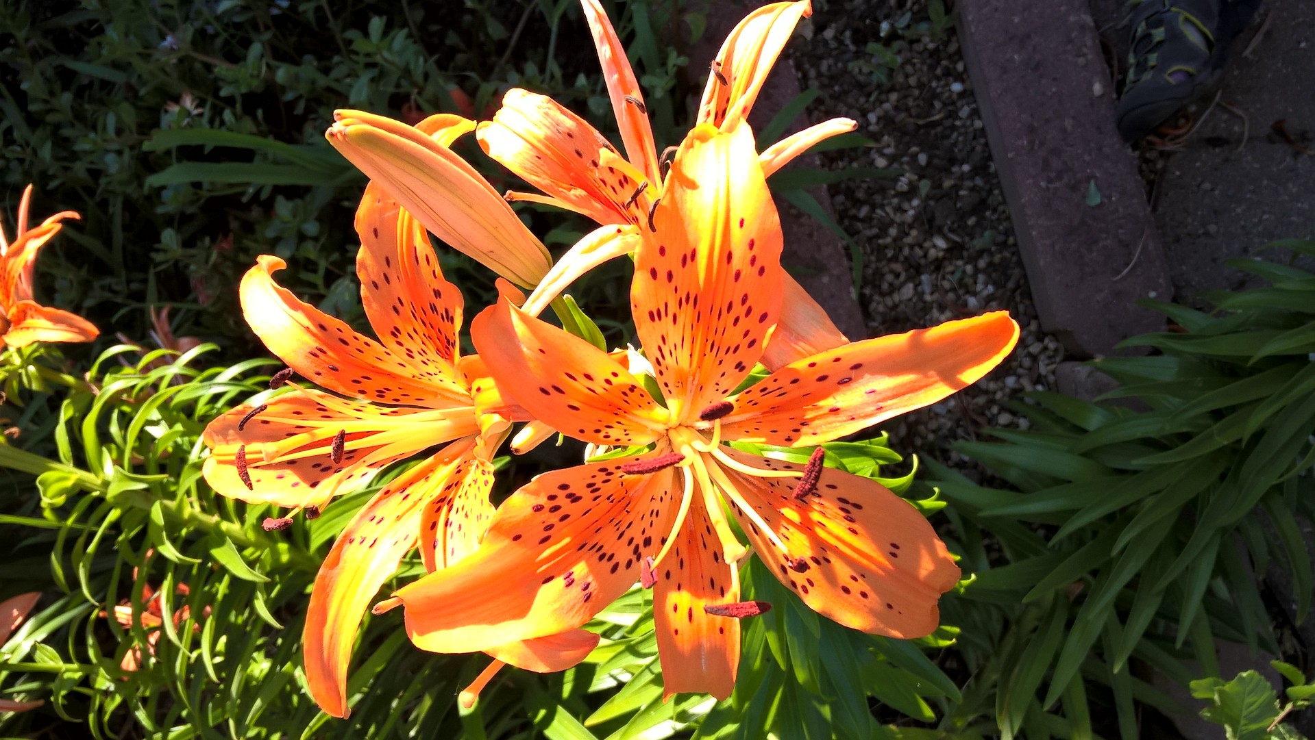 Southern Minnesota Horticultural Services LLC's image