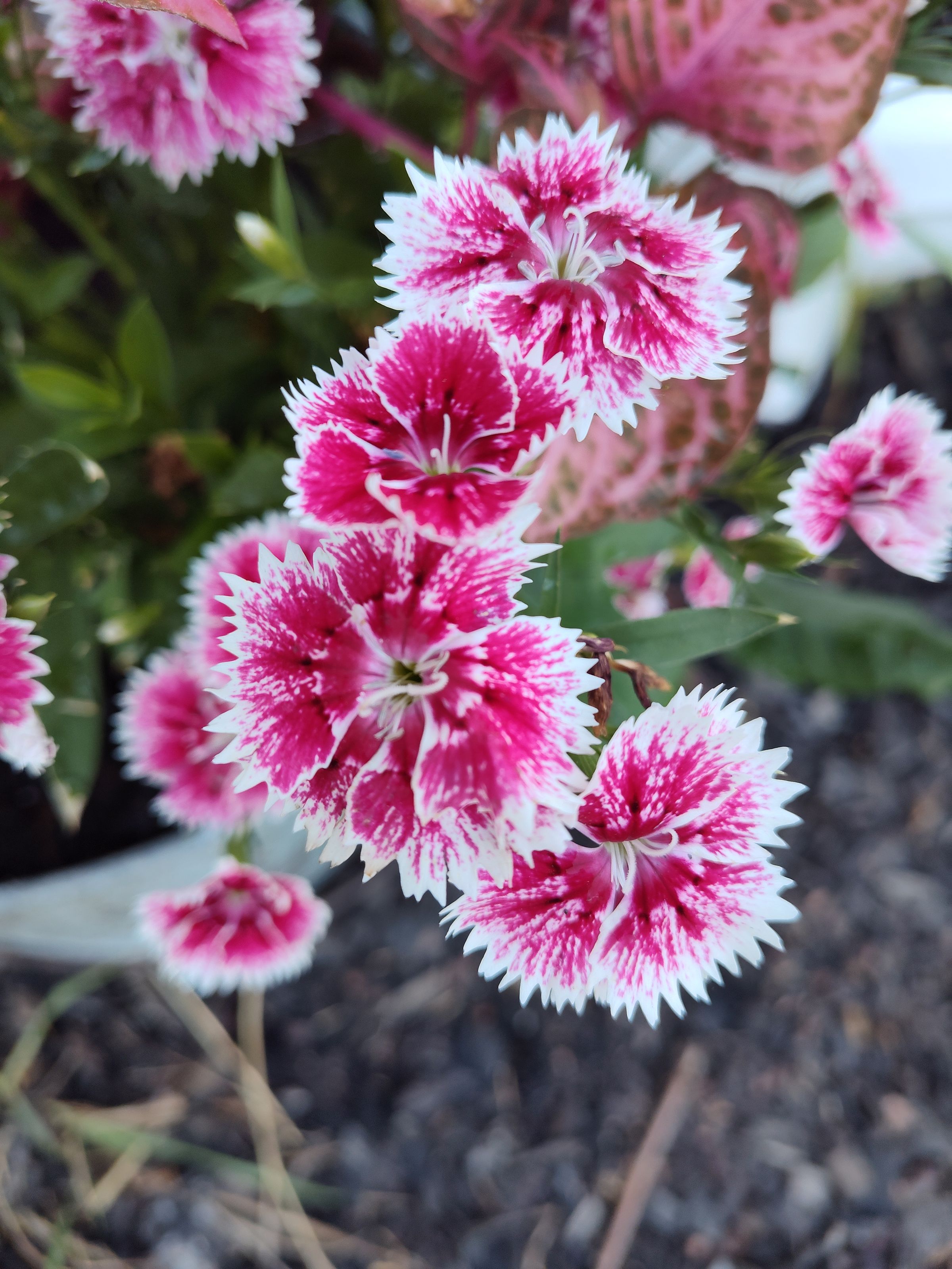 Southern Minnesota Horticultural Services LLC's image