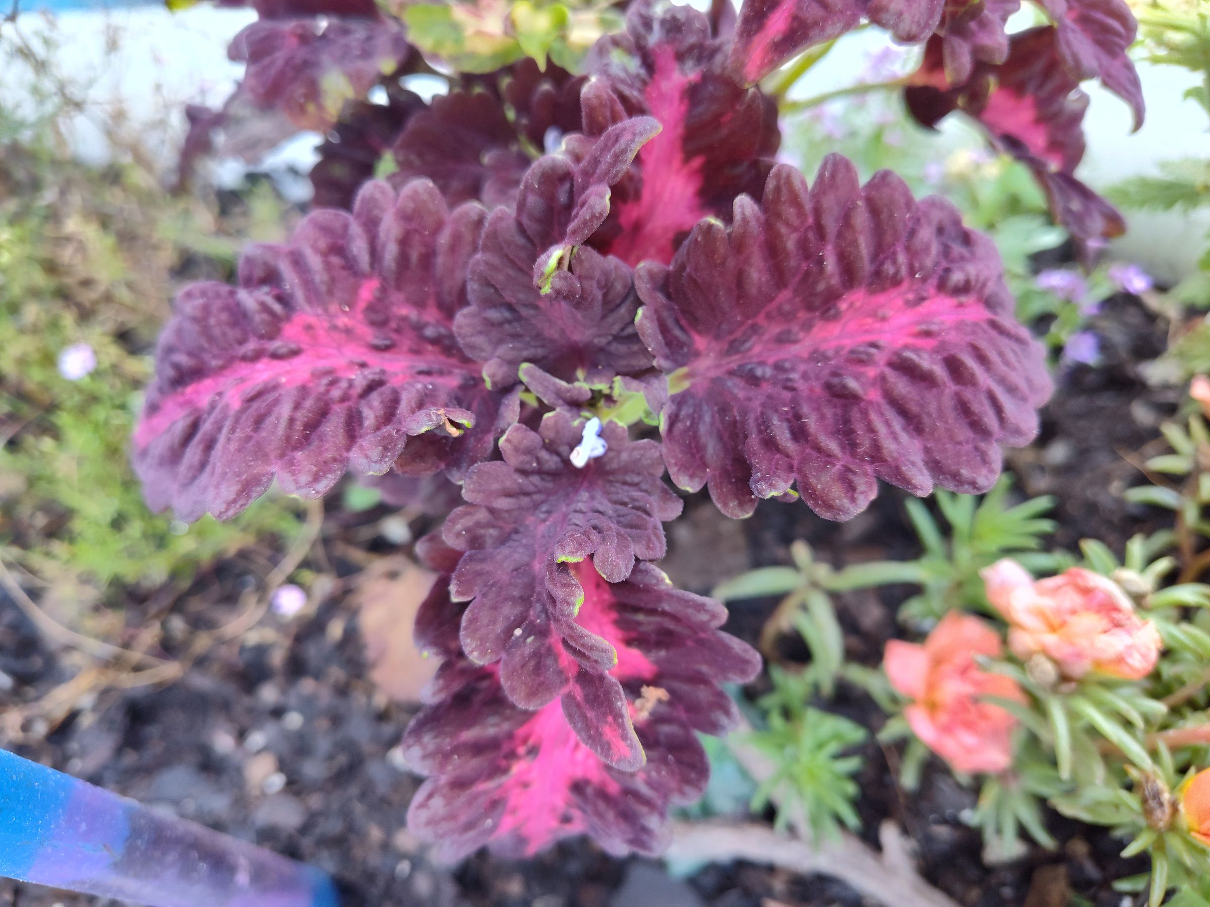 Southern Minnesota Horticultural Services LLC's image