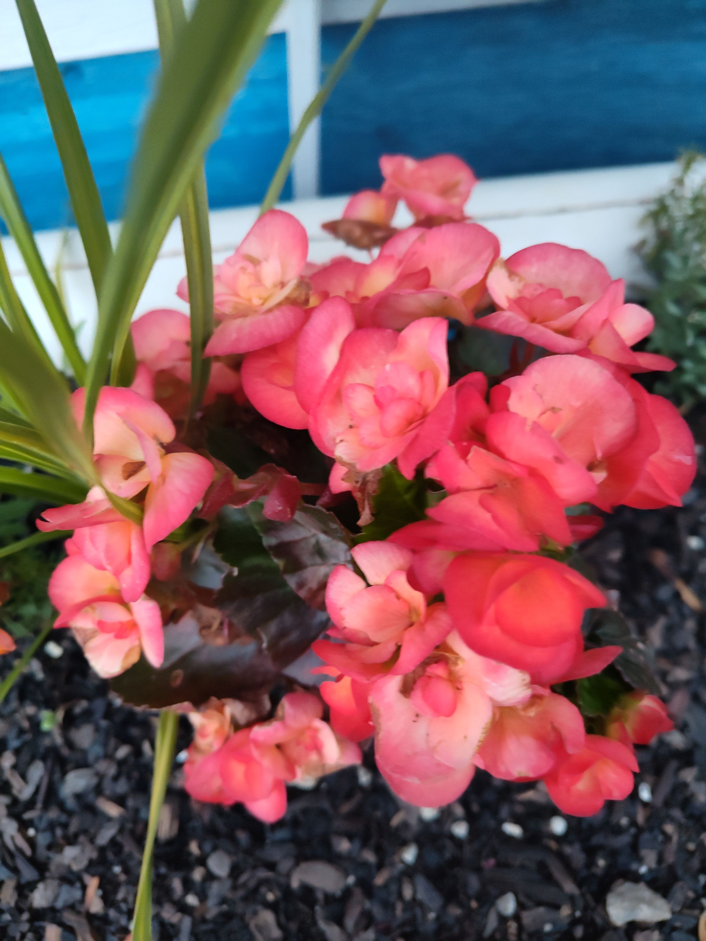 Southern Minnesota Horticultural Services LLC's image