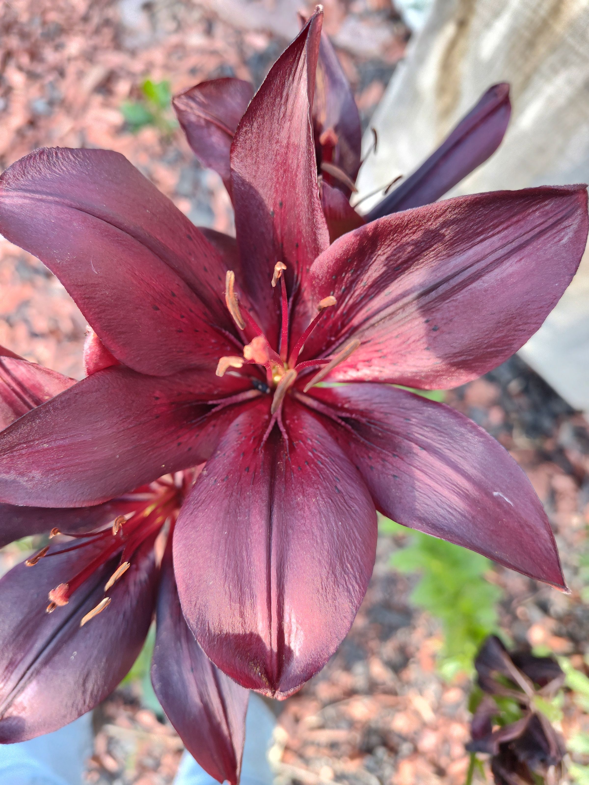 Southern Minnesota Horticultural Services LLC's image