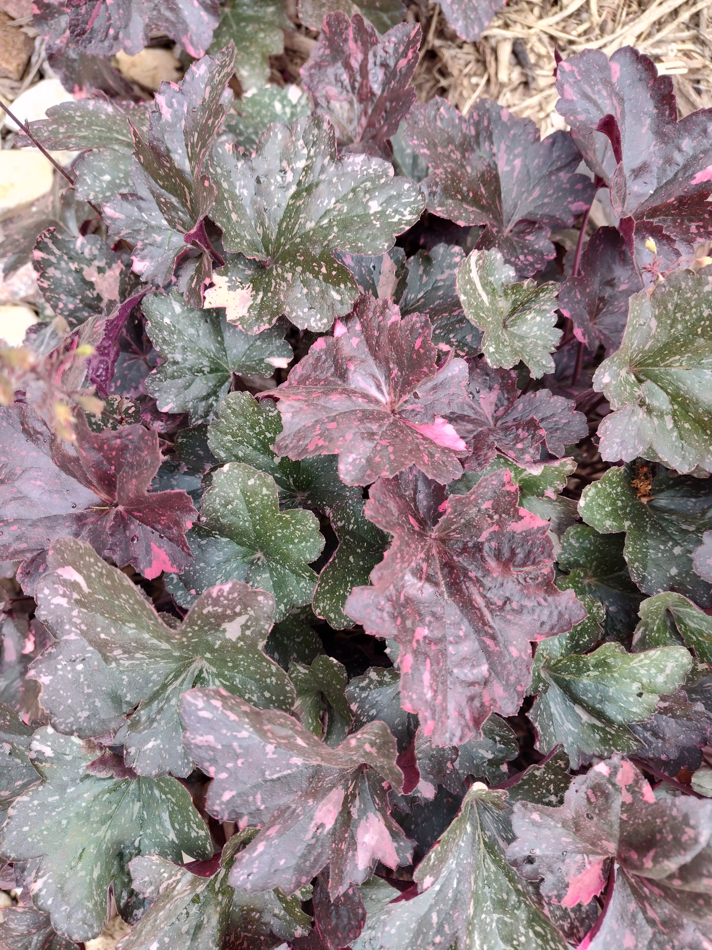 Southern Minnesota Horticultural Services LLC's image