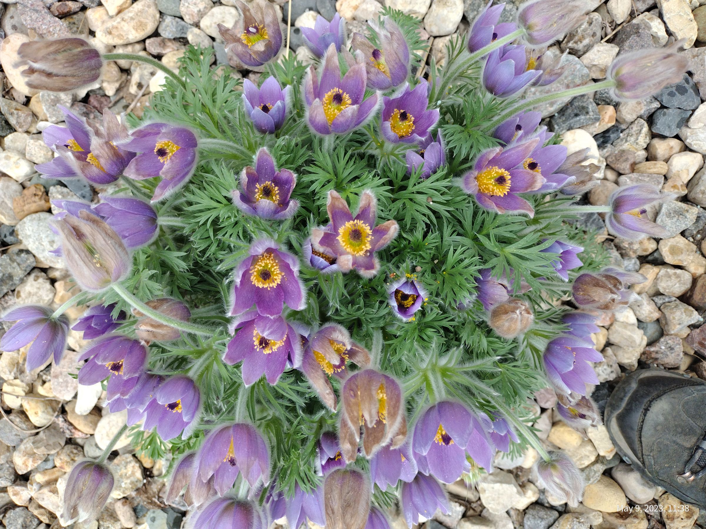 Southern Minnesota Horticultural Services LLC's image