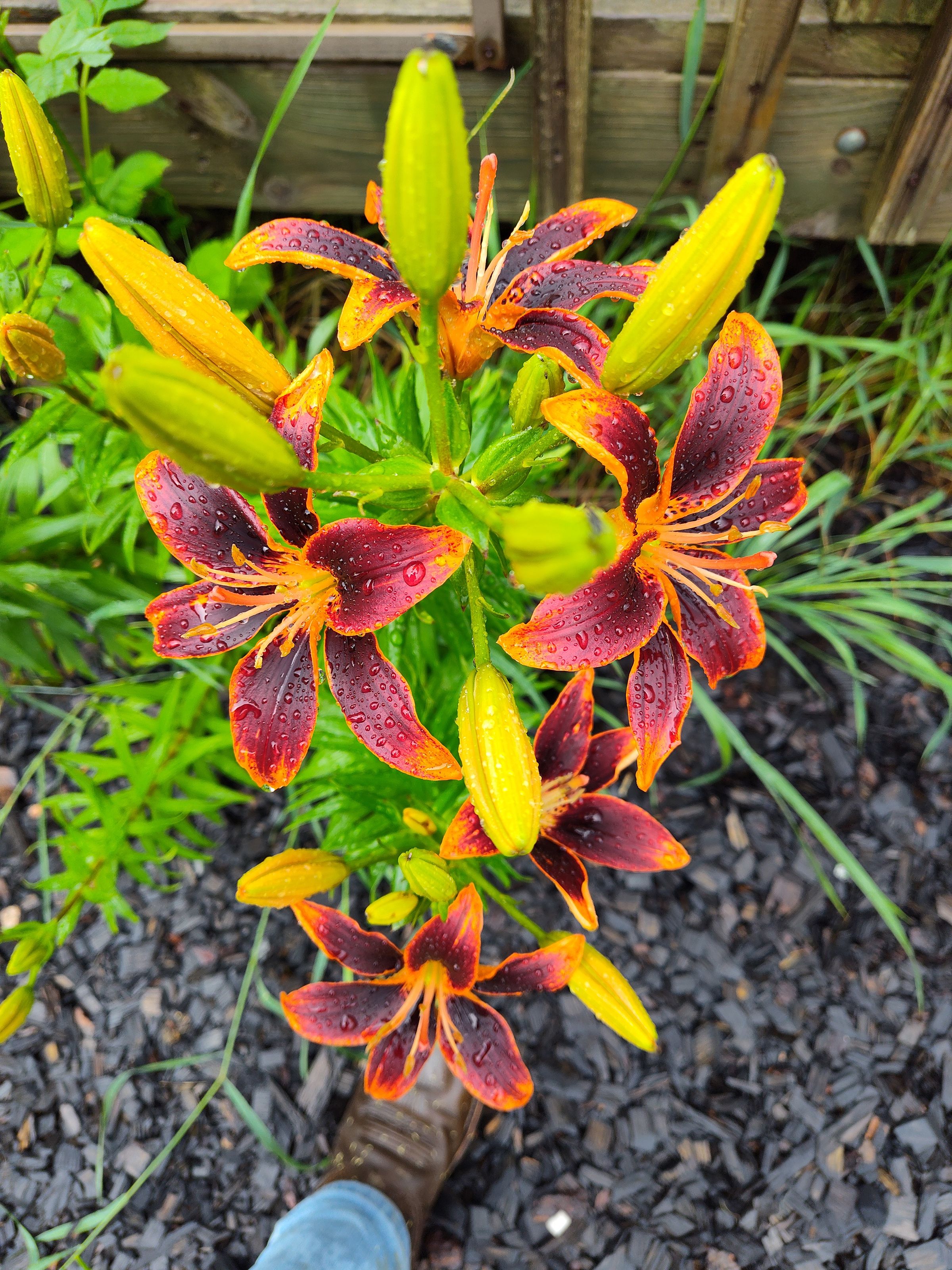 Southern Minnesota Horticultural Services LLC's image