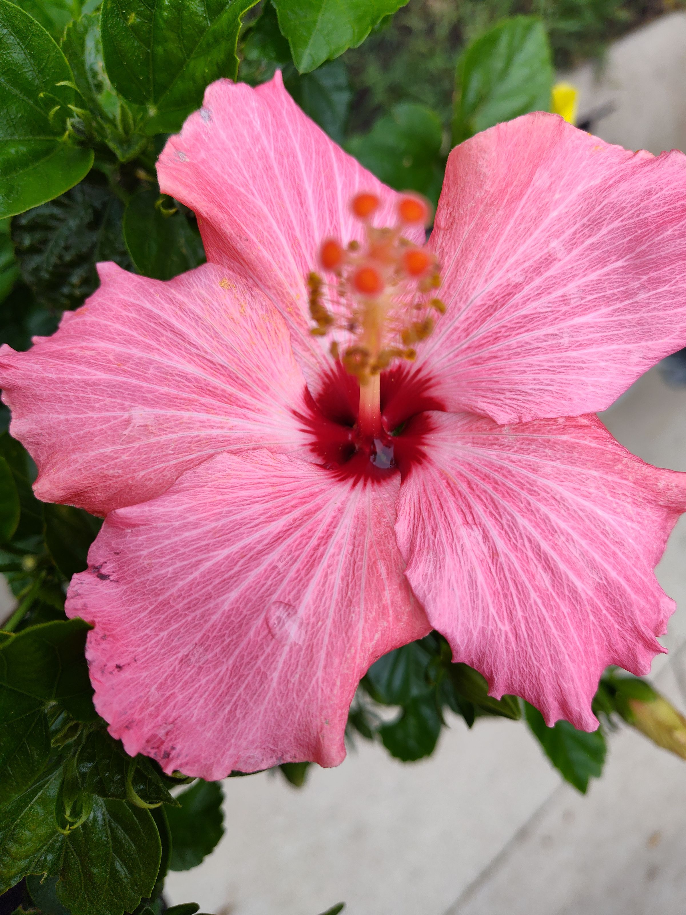 Southern Minnesota Horticultural Services LLC's image