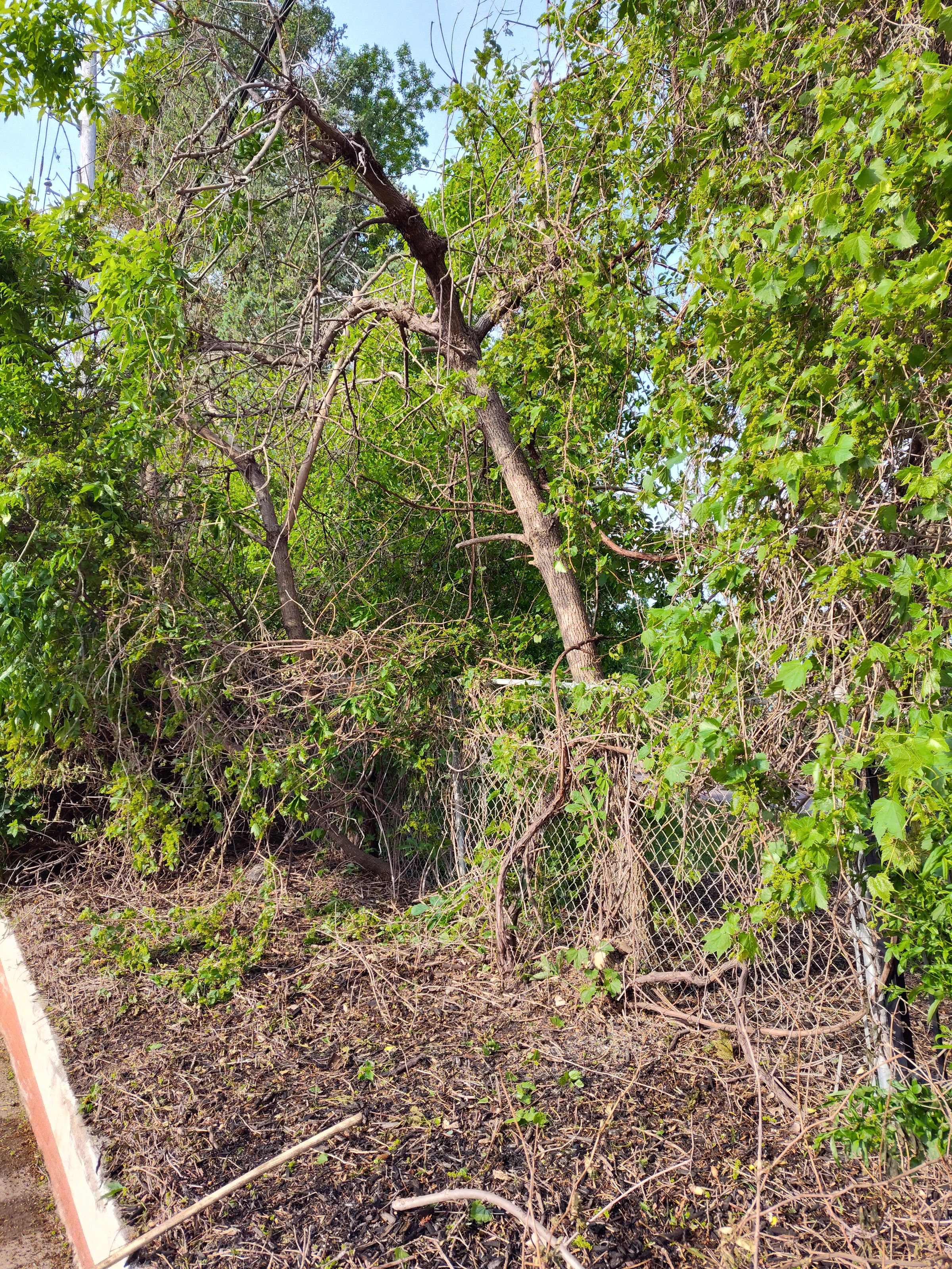 Southern Minnesota Horticultural Services LLC's image