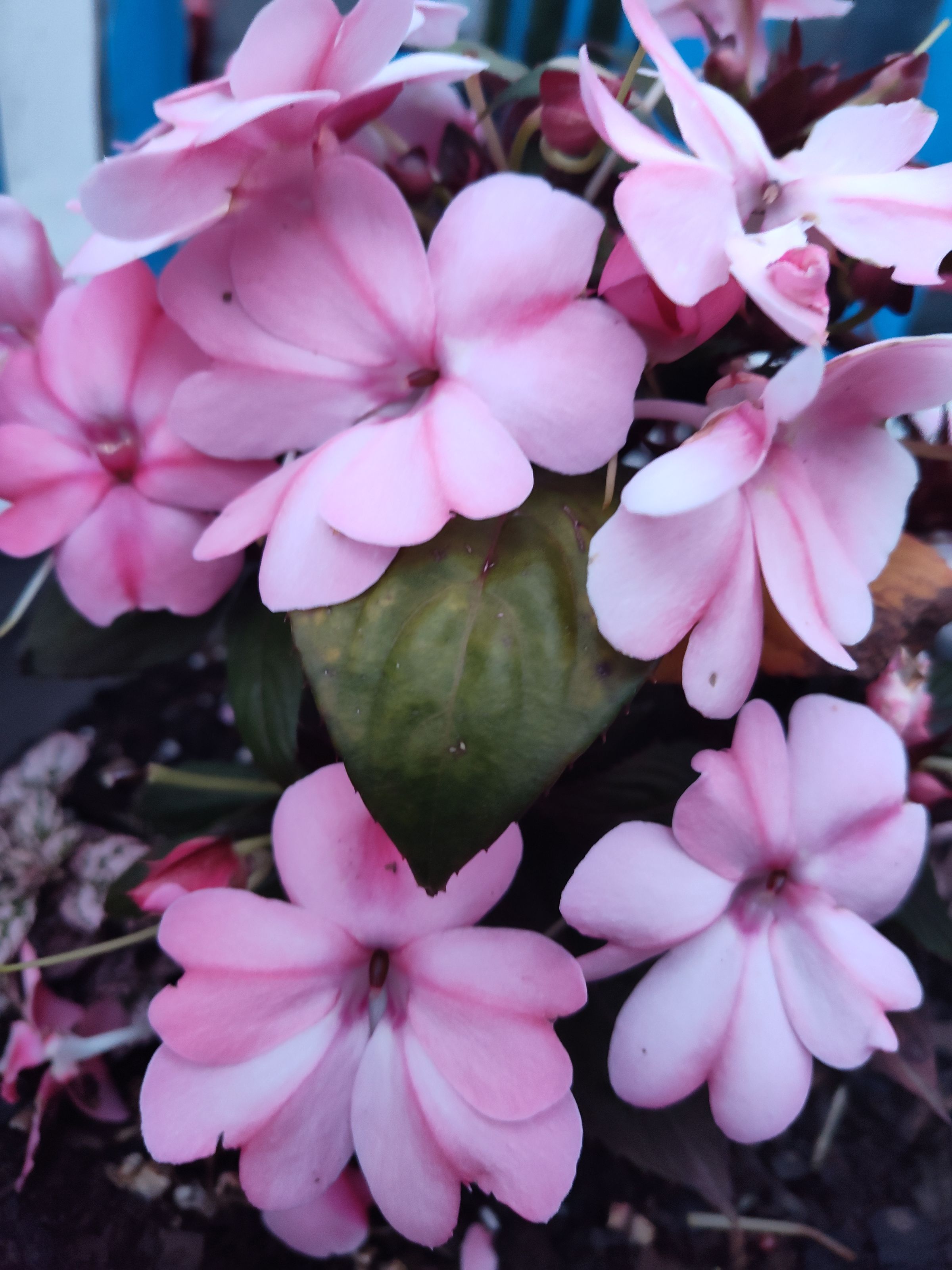 Southern Minnesota Horticultural Services LLC's image