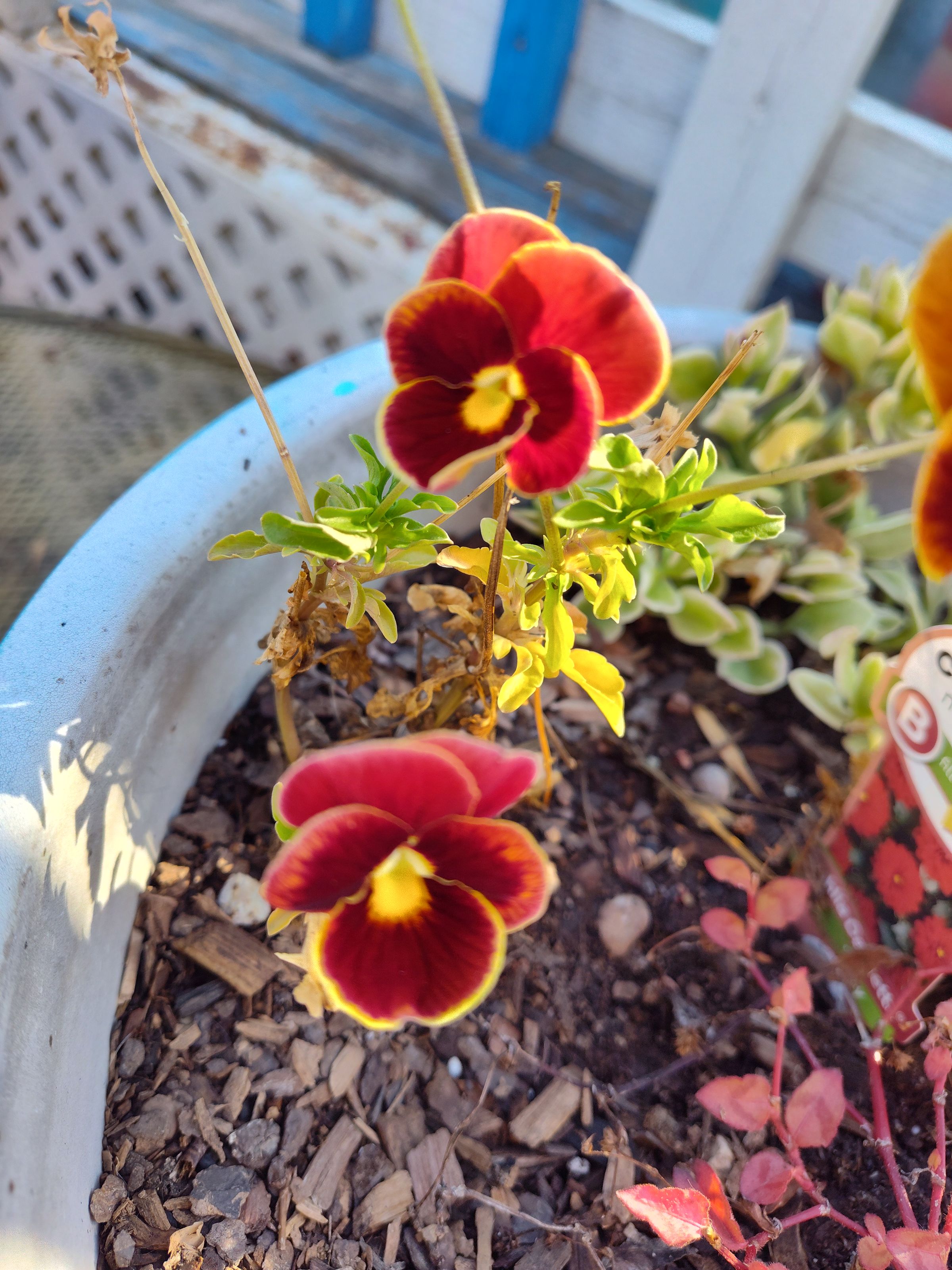 Southern Minnesota Horticultural Services LLC's image