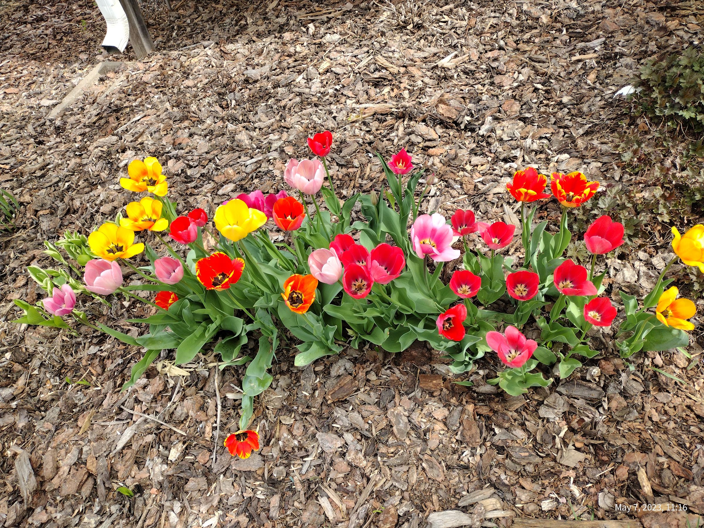 Southern Minnesota Horticultural Services LLC's image