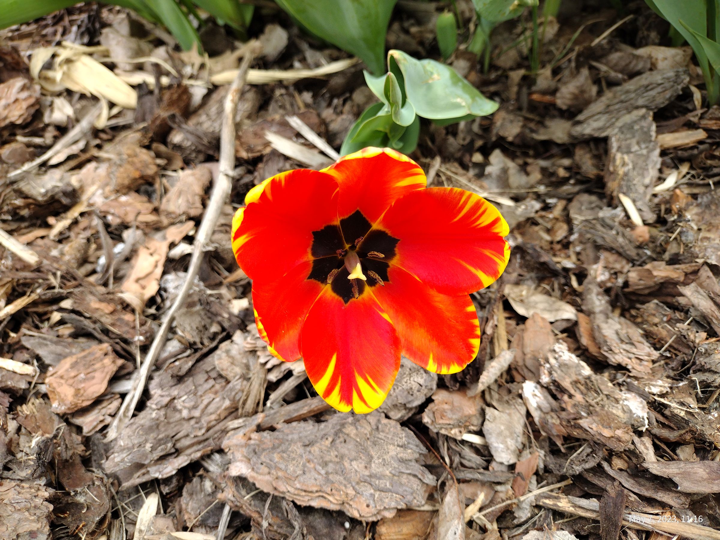 Southern Minnesota Horticultural Services LLC's image