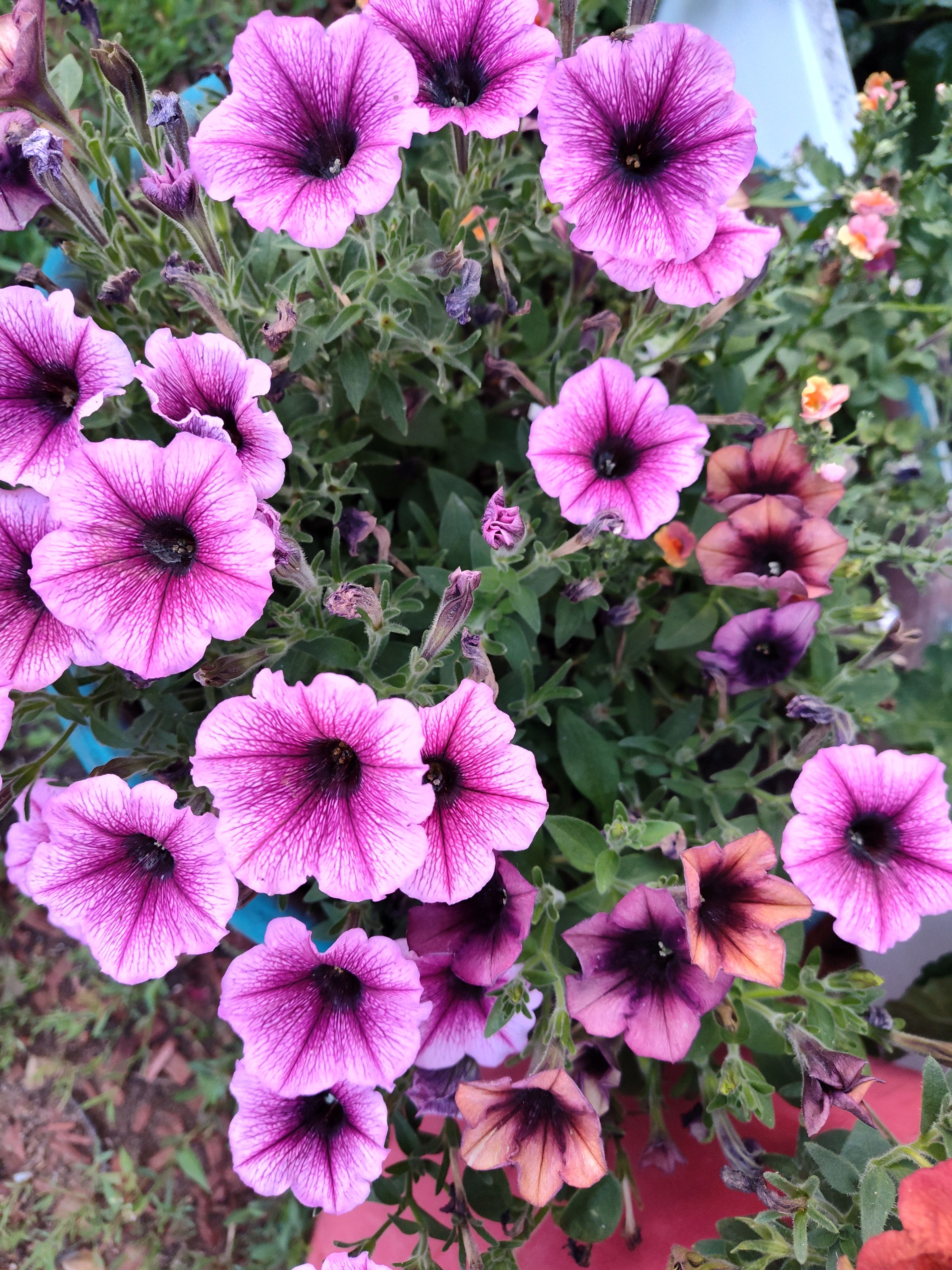 Southern Minnesota Horticultural Services LLC's image