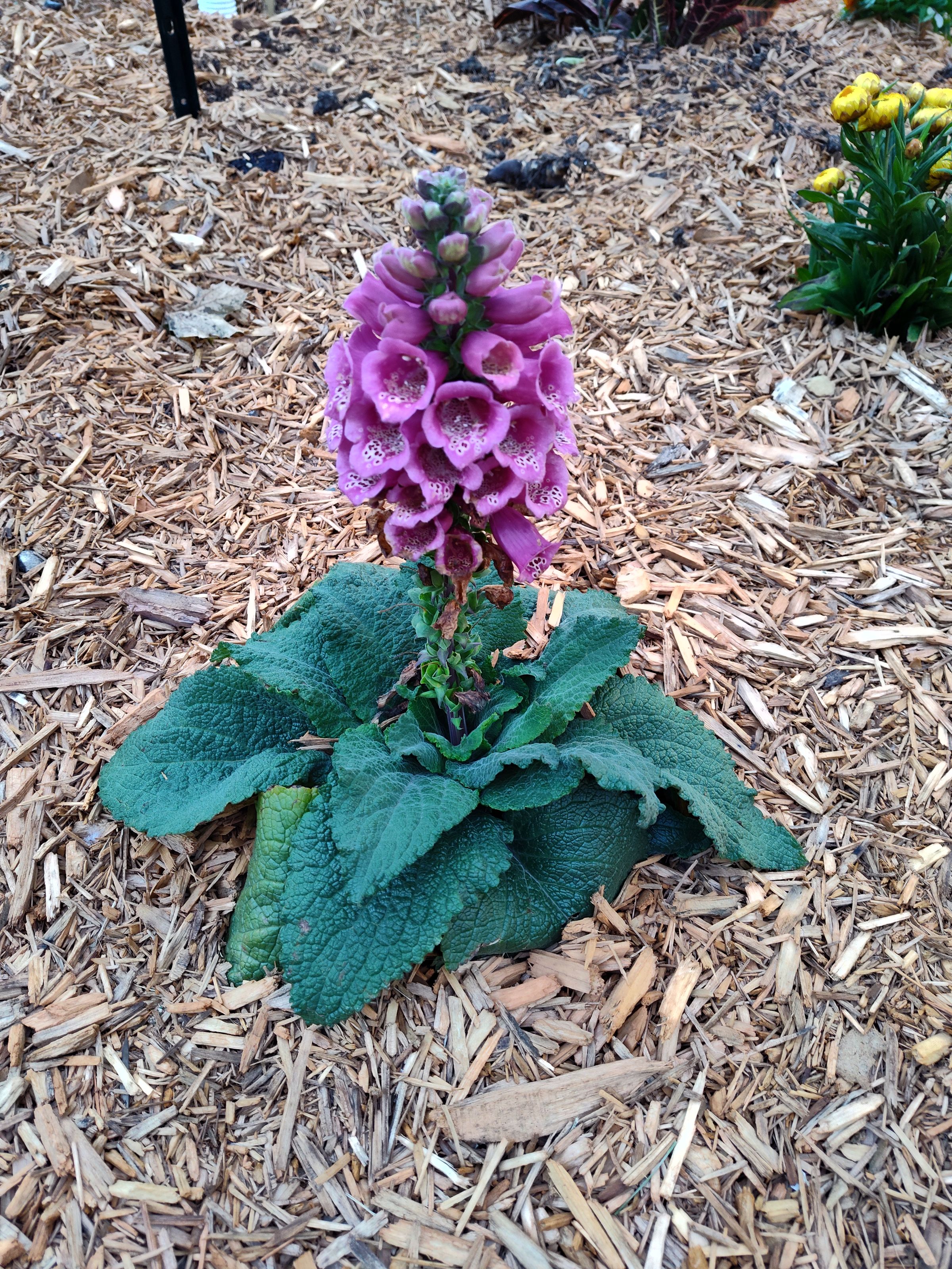 Southern Minnesota Horticultural Services LLC's image