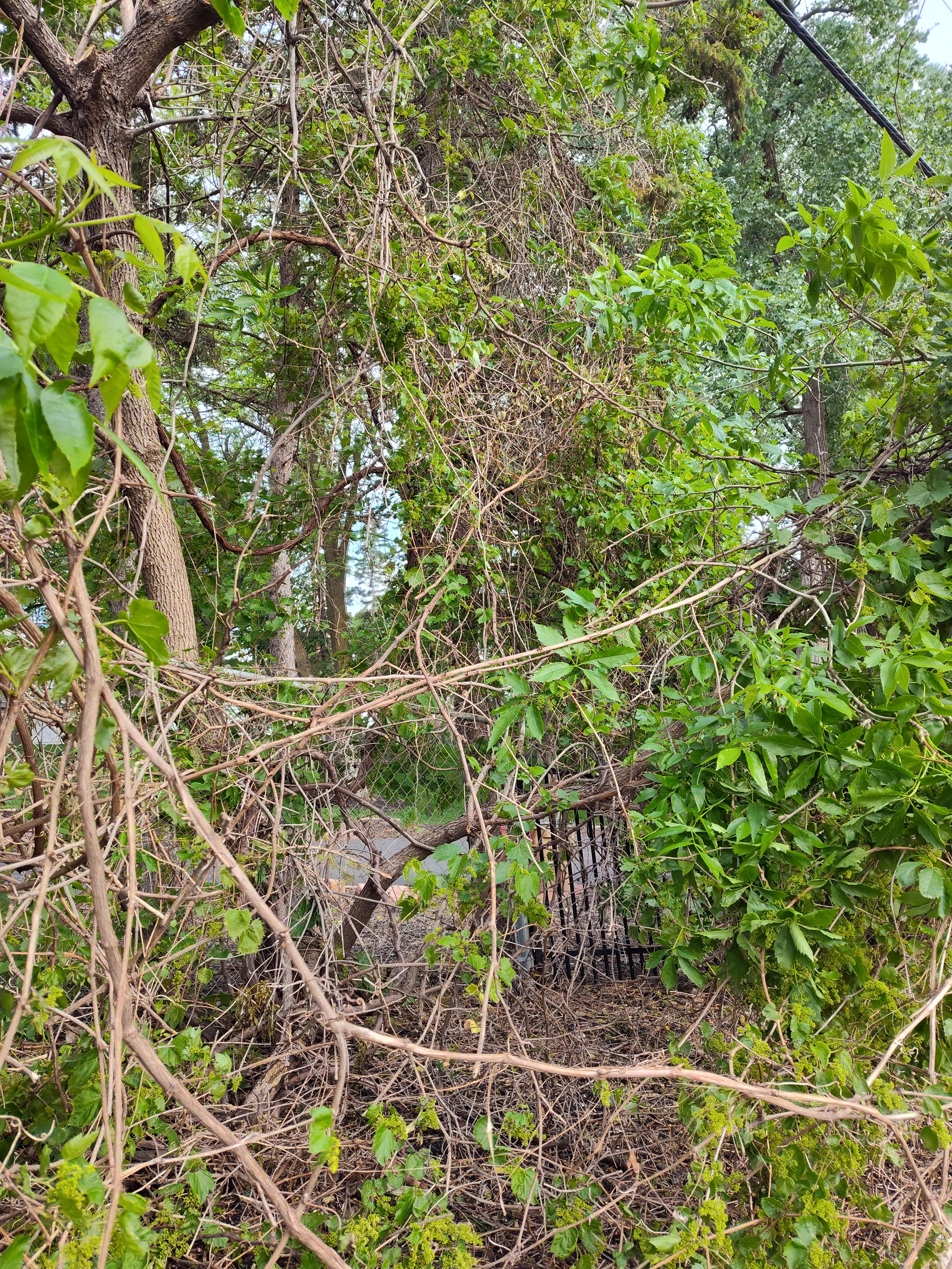 Southern Minnesota Horticultural Services LLC's image