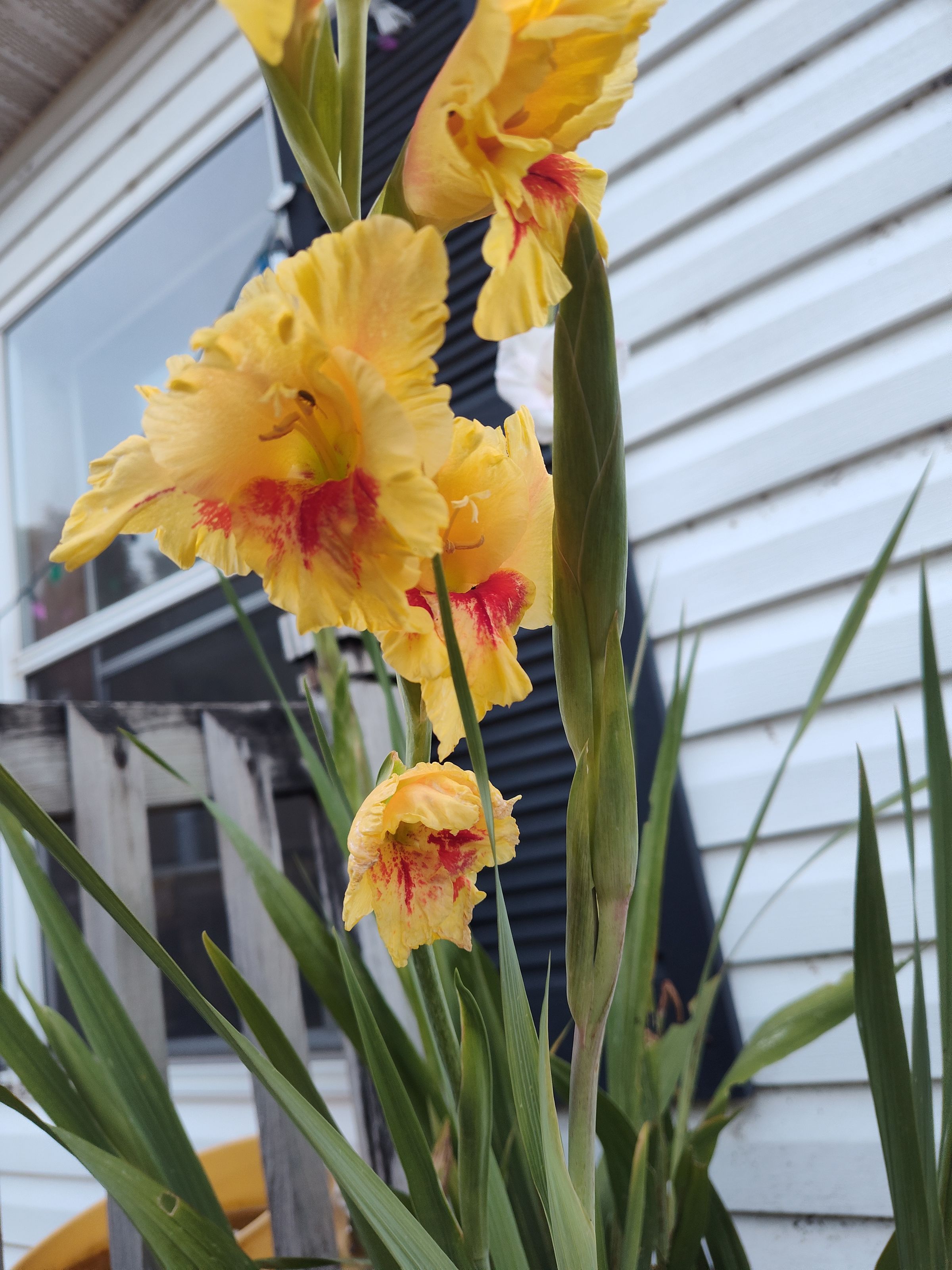 Southern Minnesota Horticultural Services LLC's image