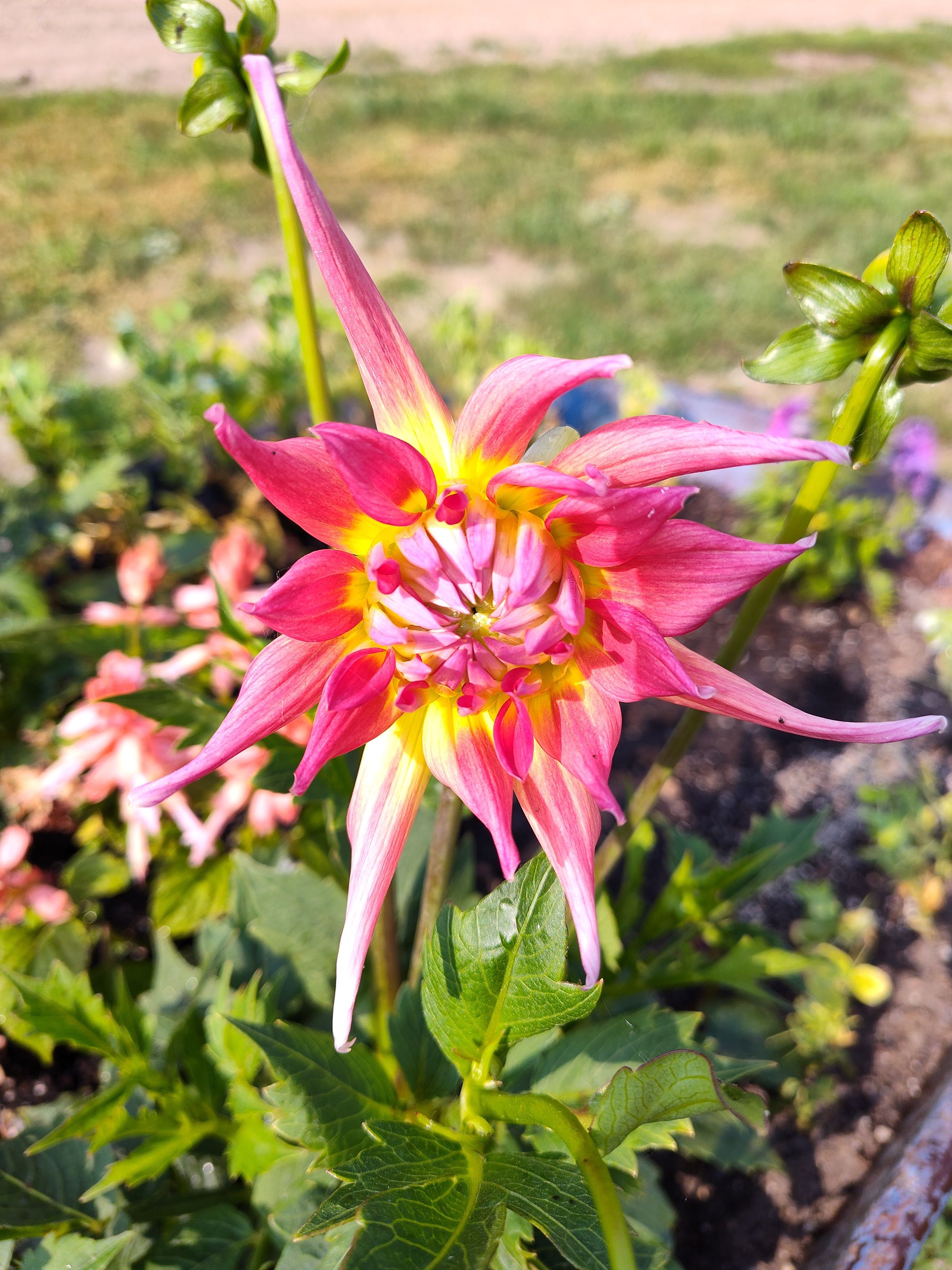 Southern Minnesota Horticultural Services LLC's image