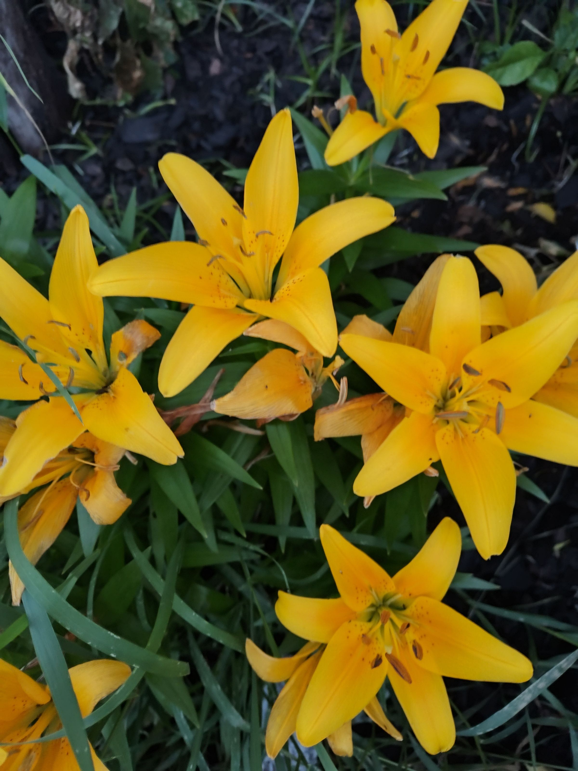 Southern Minnesota Horticultural Services LLC's image