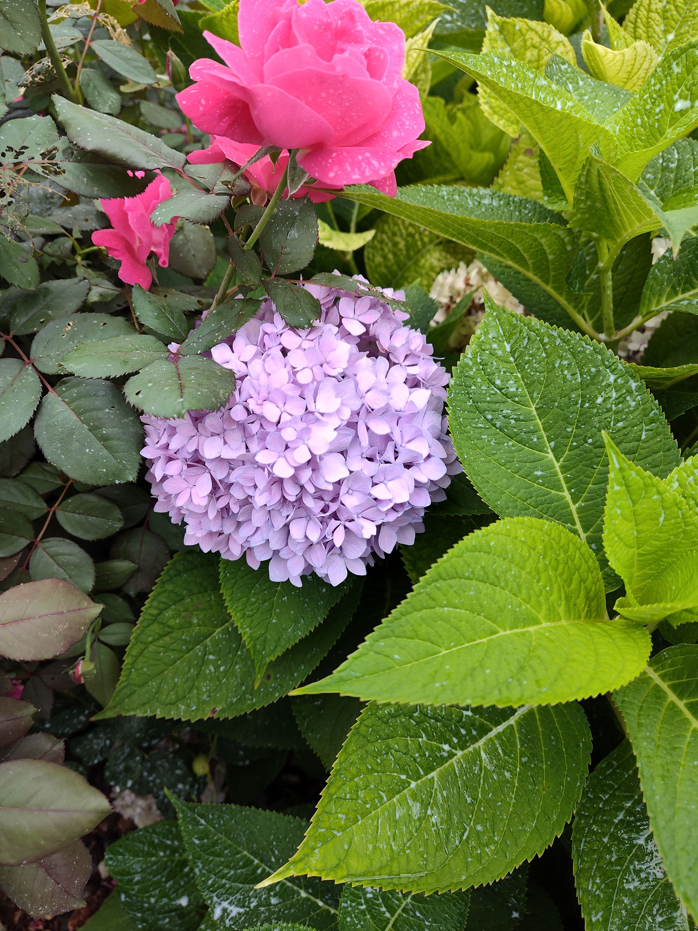 Southern Minnesota Horticultural Services LLC's image