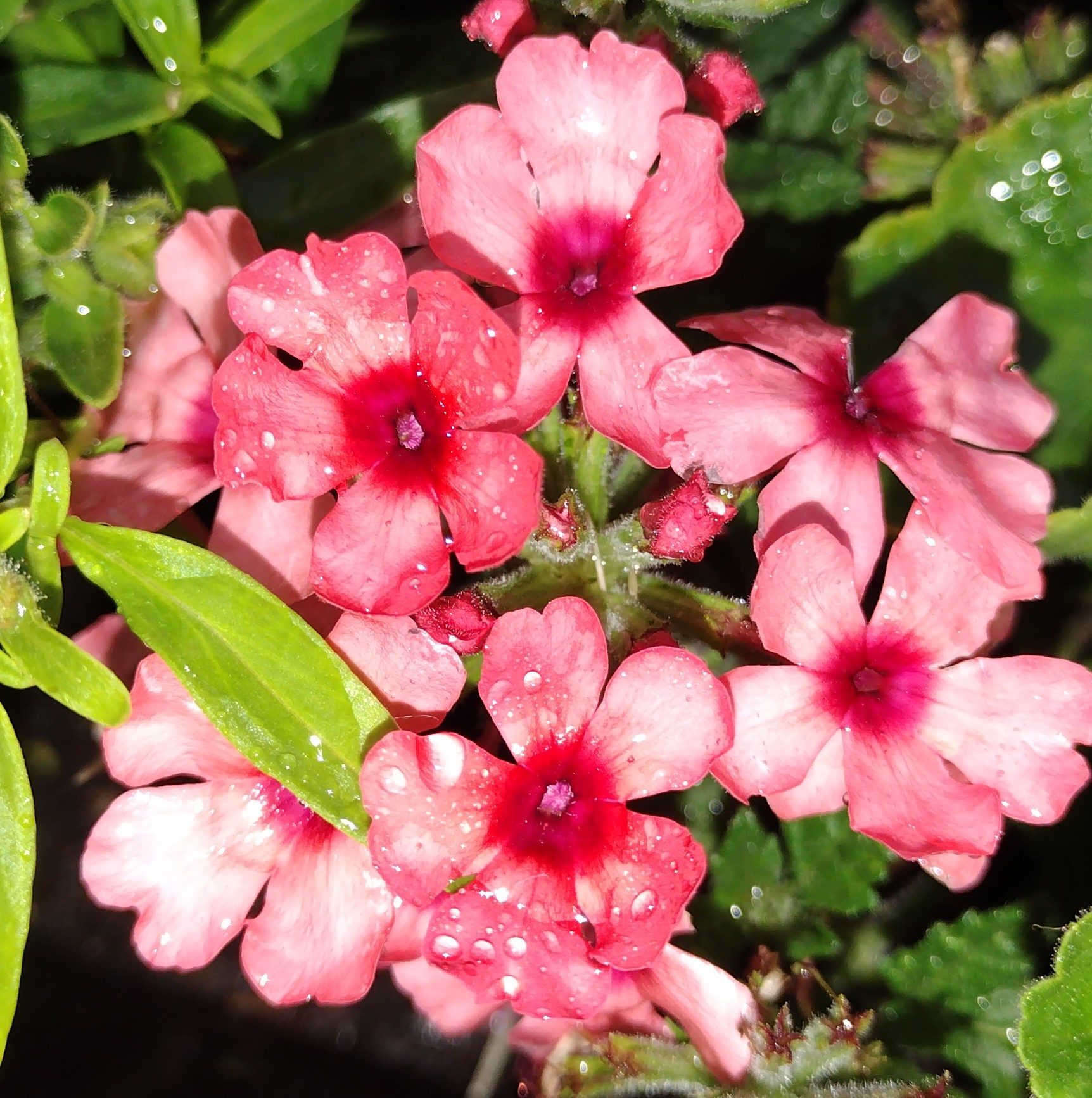 Southern Minnesota Horticultural Services LLC's image