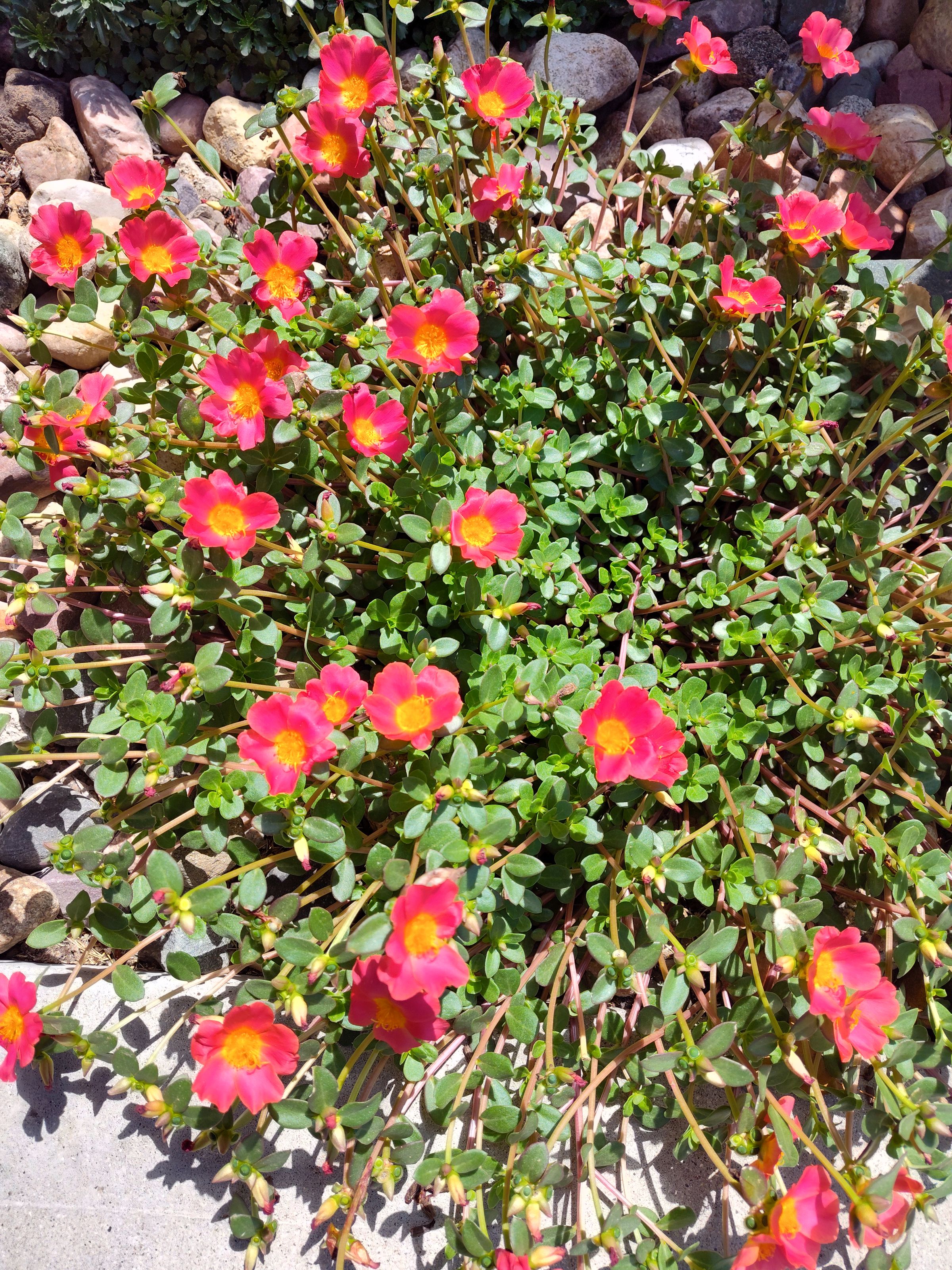 Southern Minnesota Horticultural Services LLC's image